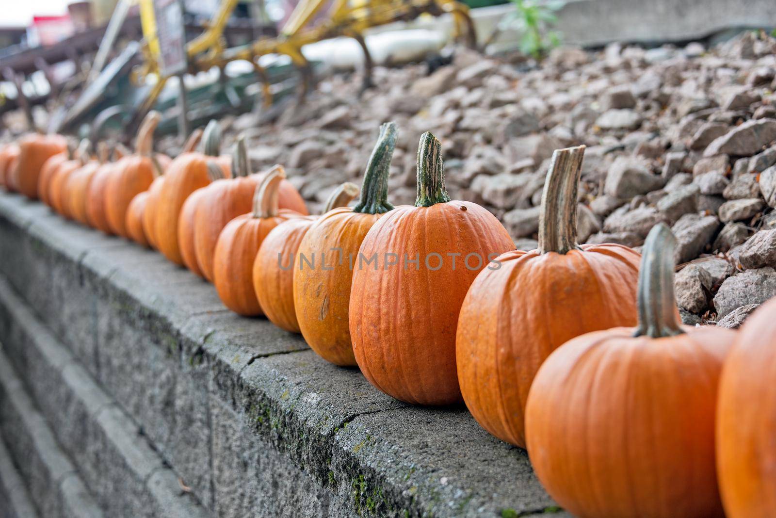 Line of ripe pumpkins on retaining wall ready for the seasonal celebration