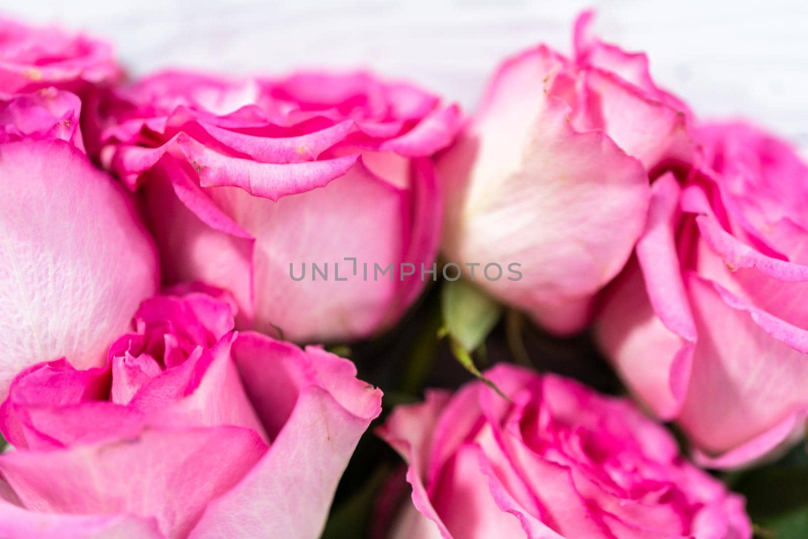 Pink roses with the stem on a painted white wooden background.