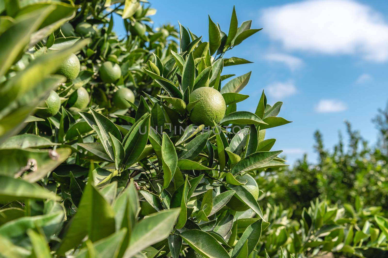 Unripe oranges on an orange tree branch on a sunny day by Sonat