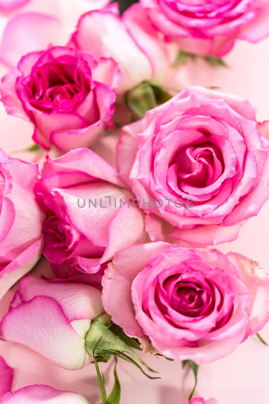 Flat lay. Pink roses and rose petals on a pink background.