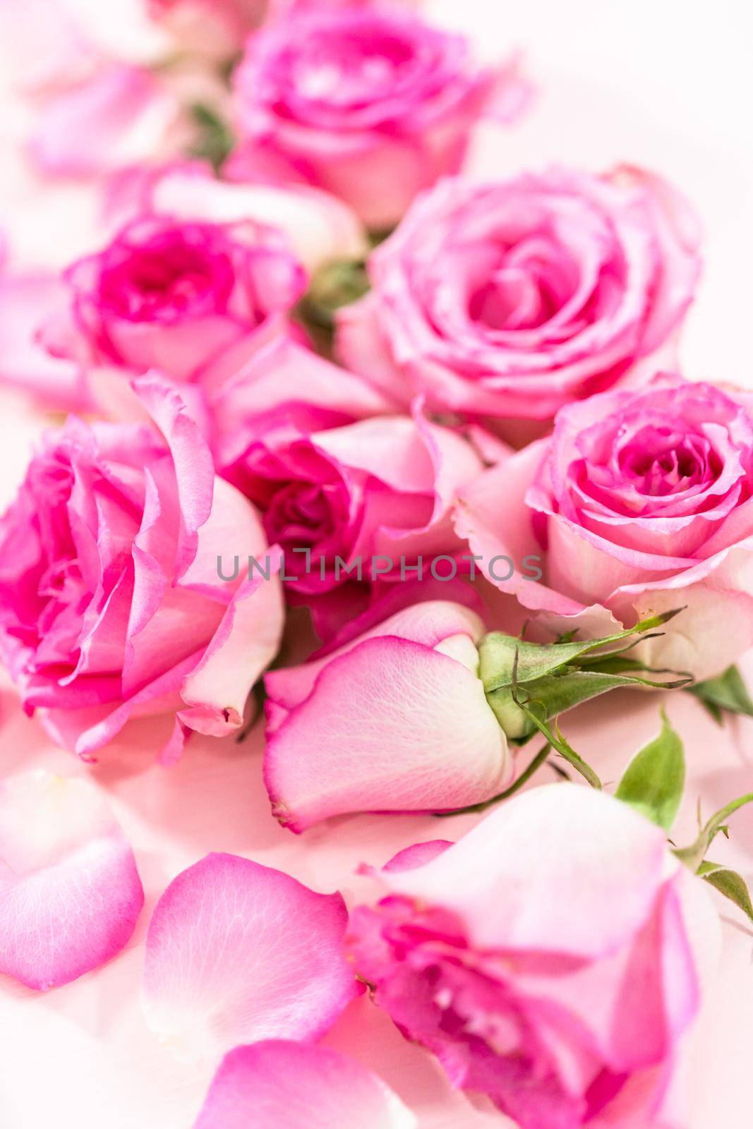 Pink roses and rose petals on a pink background.