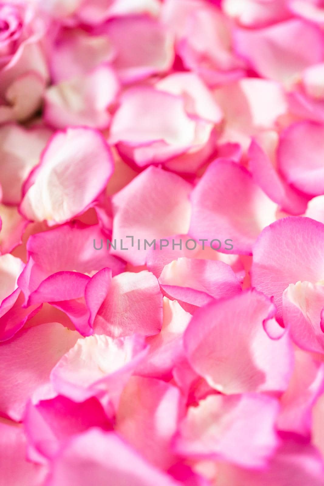 Flat lay. Background of petals from pink roses.