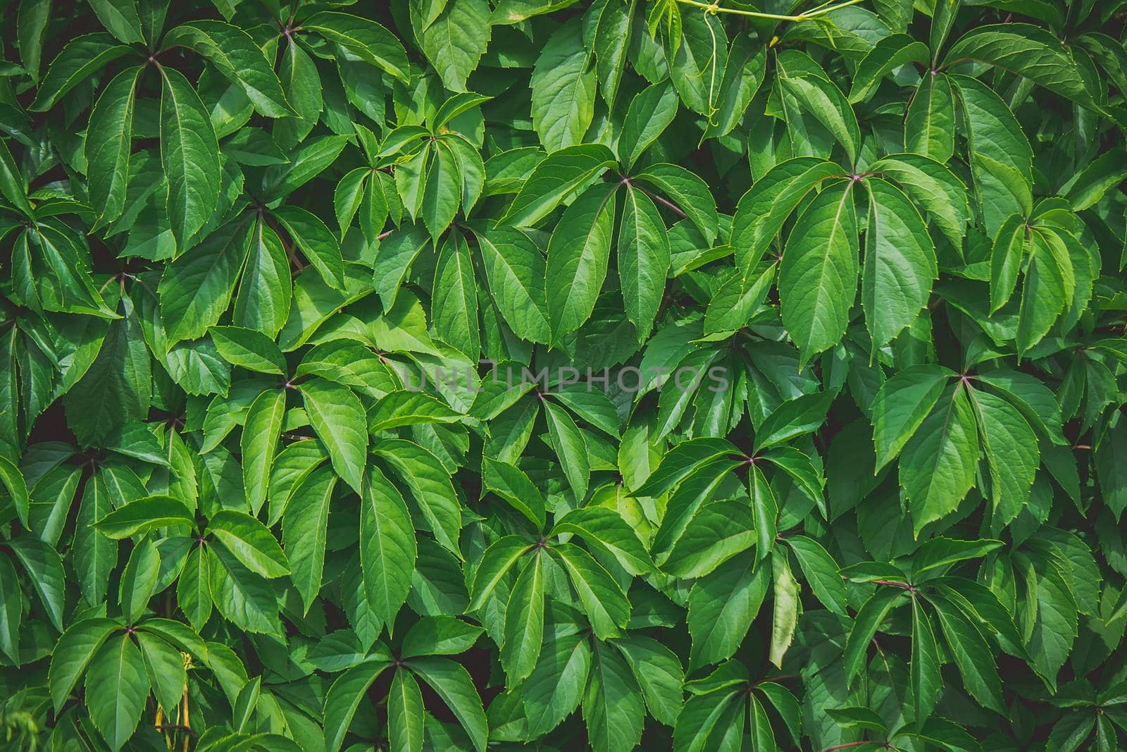 Wild grapes green summer background. Selective focus. by yanadjana