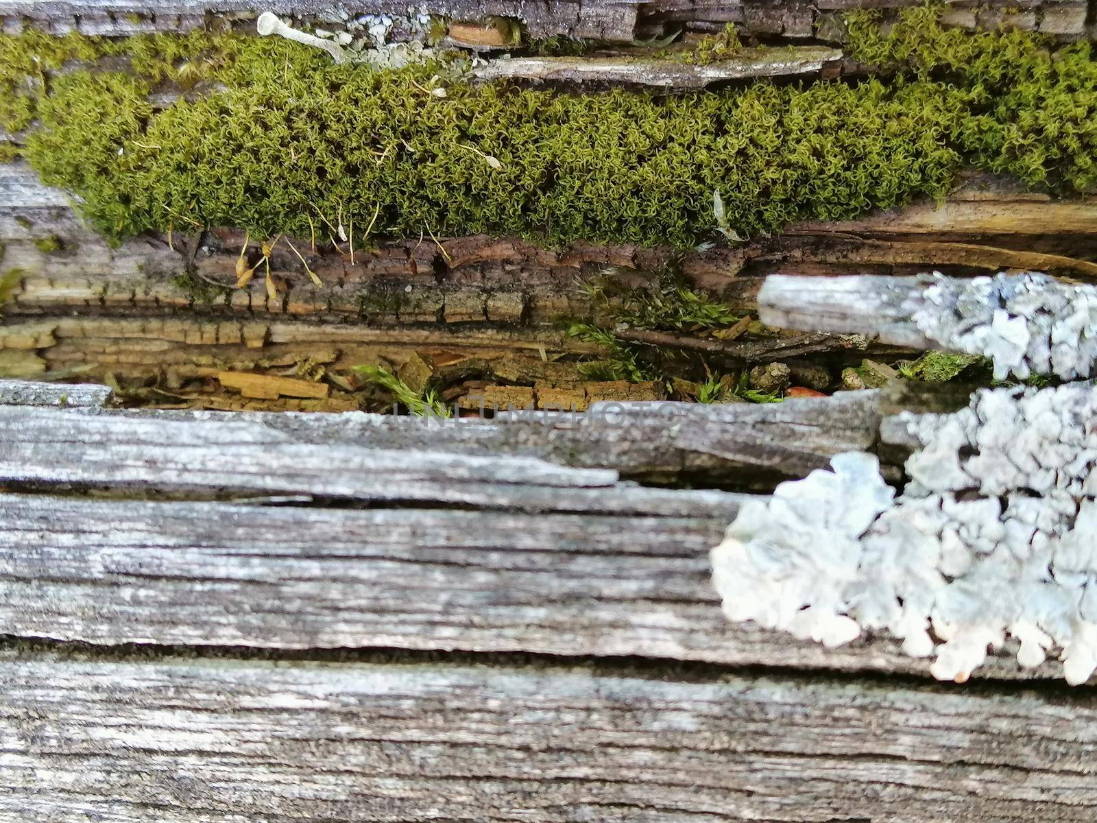 fragment of an old tree with damage and green moss by Lenkapenka