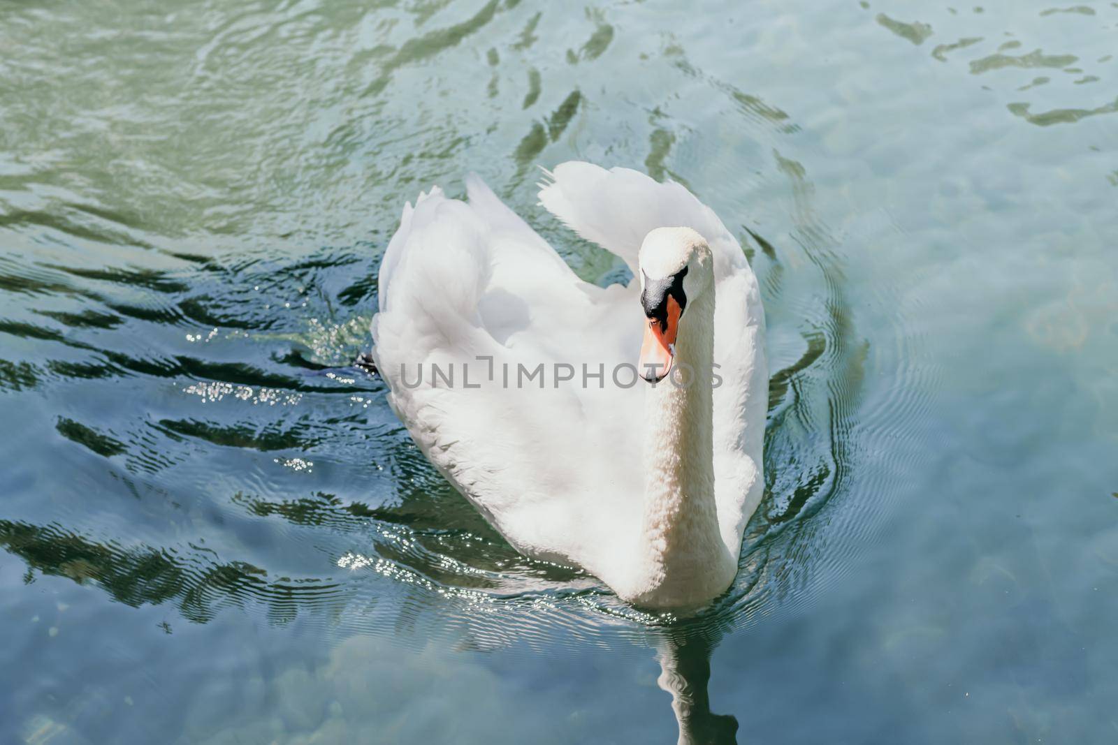 swan on blue lake water in sunny day, swans on pond, nature series. by Matiunina