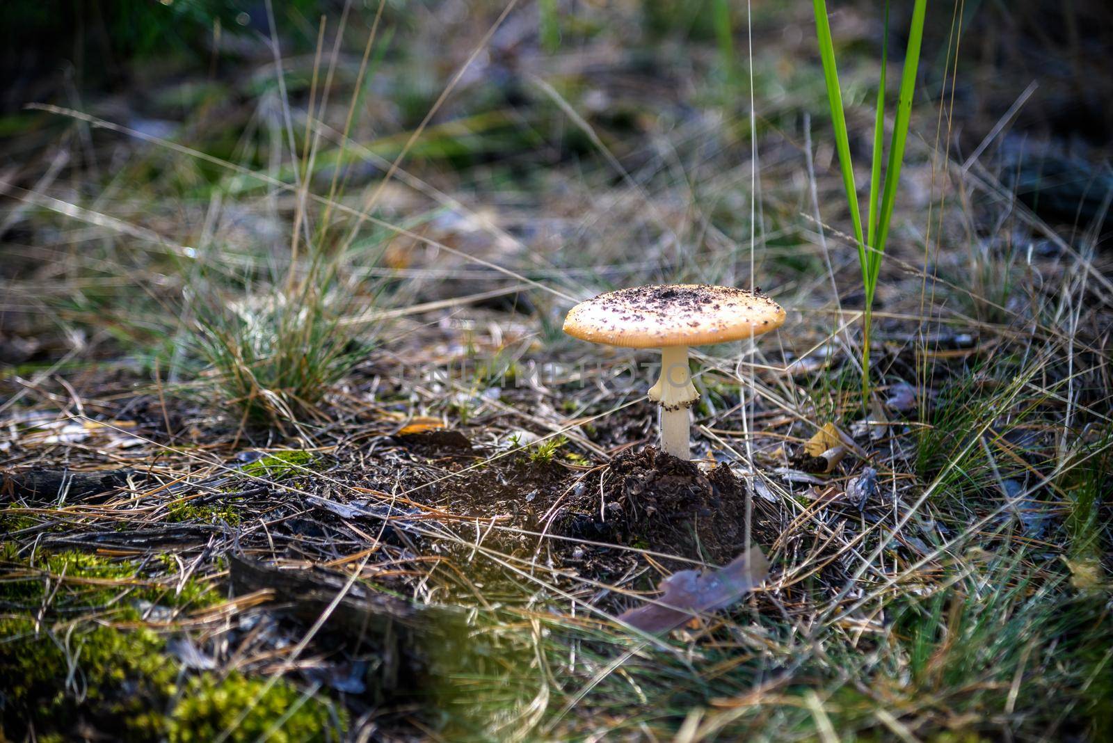 mushroom on moss, Autumnal seasonal natural background. rainy we by Kobysh