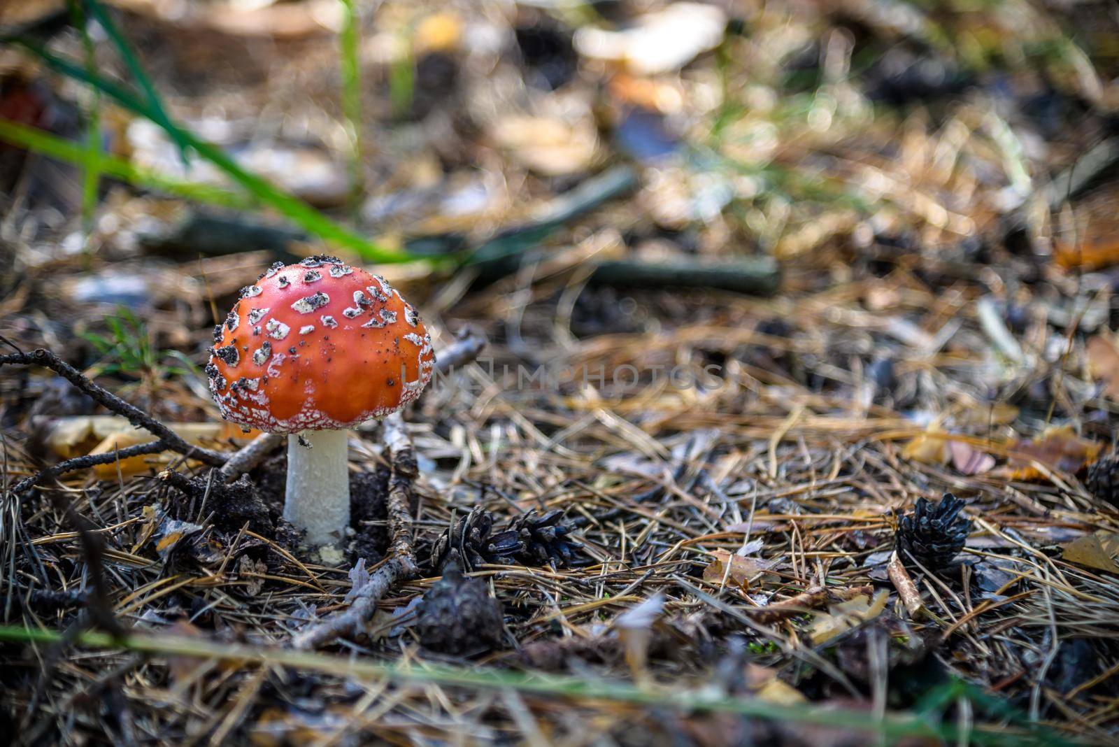 One red fly mushroom or toadstool in autumn forest sunlight on leaves background. Amanita muscaria poisonous white spotted red mushroom. Wild forest fly mushroom in autumn pine needles.