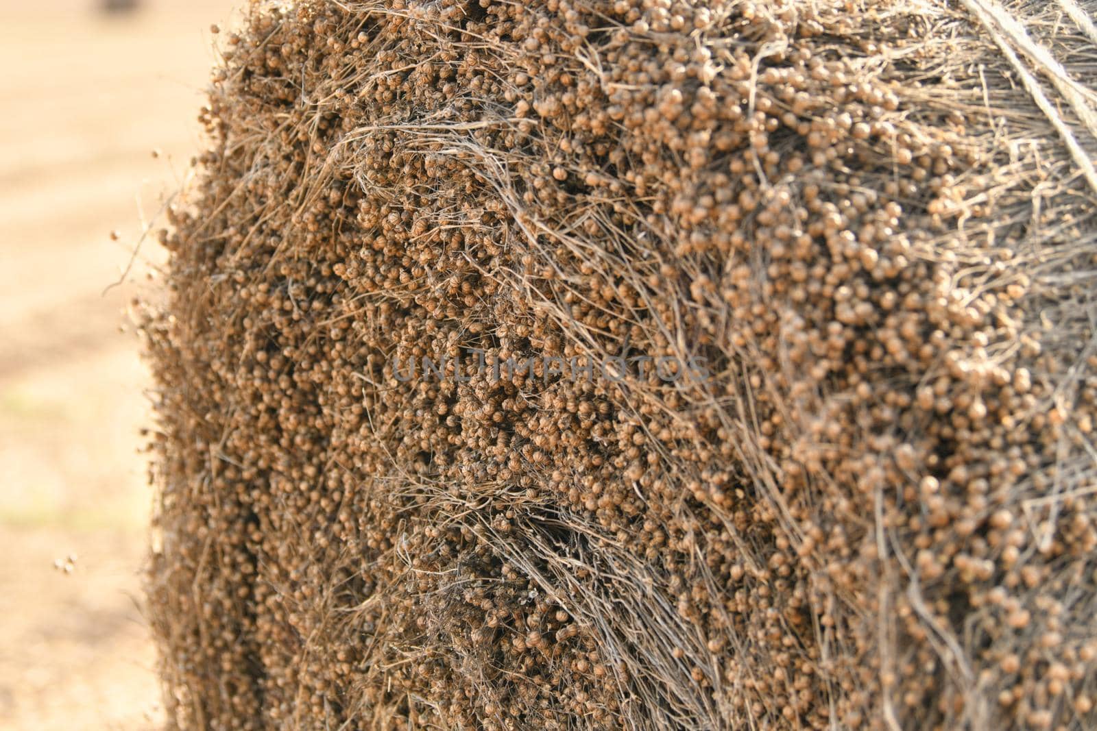 Bale of dry flax on the field in Normandy France