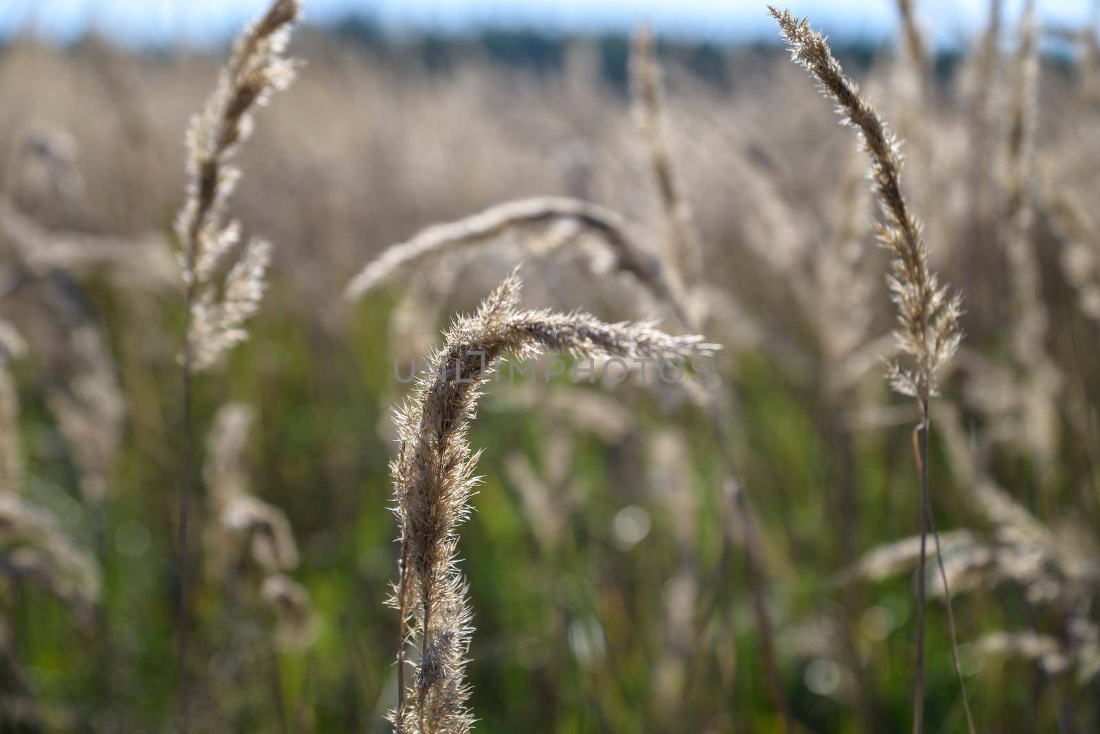 Beautiful nature sunset landscape. Ears of golden wheat close up. Rural scene under sunlight. Summer background of ripening ears of agriculture landscape. Natur harvest. Wheat field natural product.