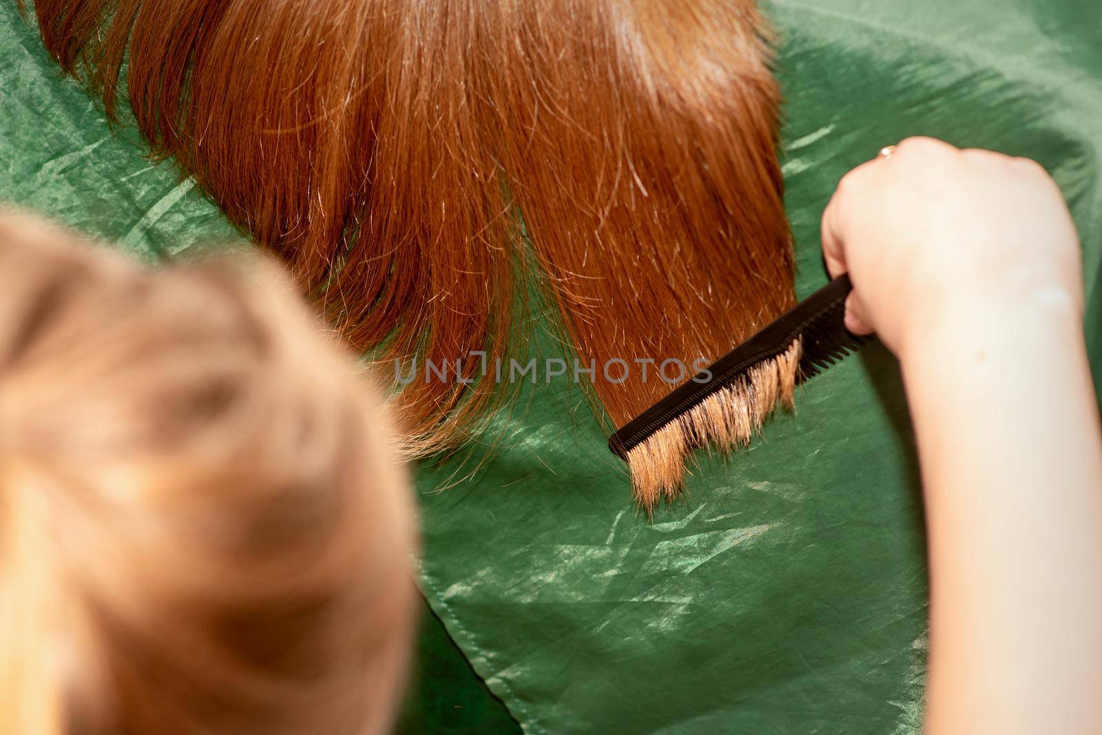 A hairdresser does a haircut and combes the long hair of a brunette woman in a beauty salon. by okskukuruza