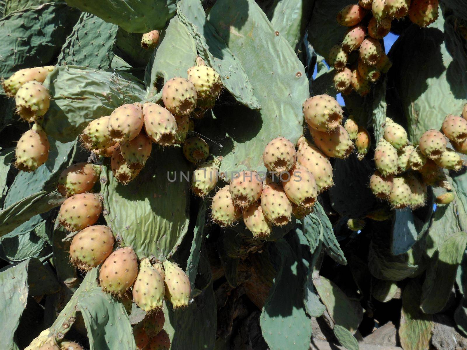 Prickly pears in the prickly pear ripening