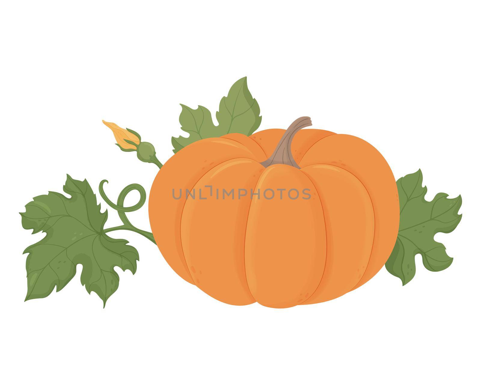 Orange pumpkin with green leaves vector illustration, isolated on white background