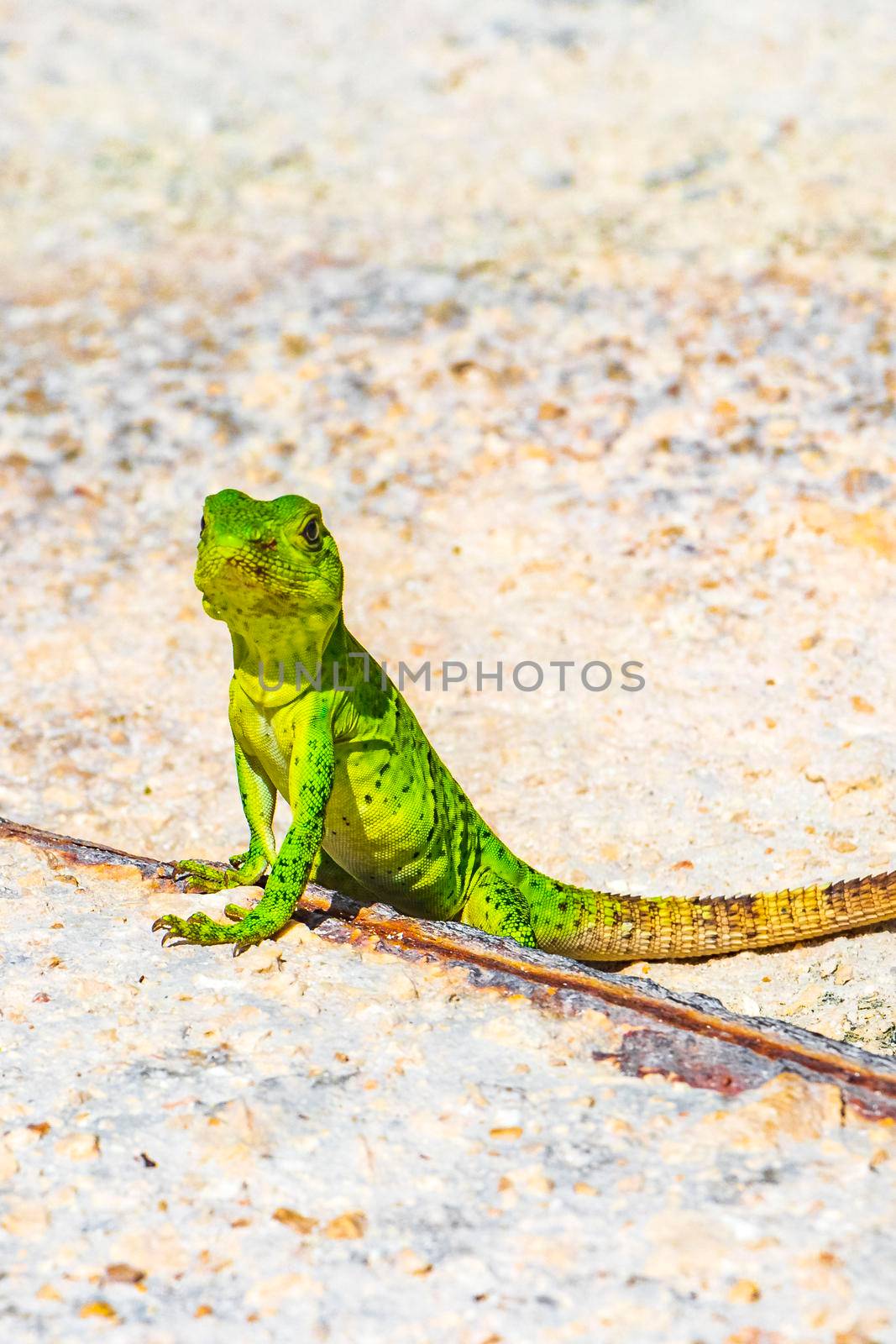 A Caribbean green lizard Lacerta Viridis half green half brown lizards on the ground in Playa del Carmen Quintana Roo Mexico.