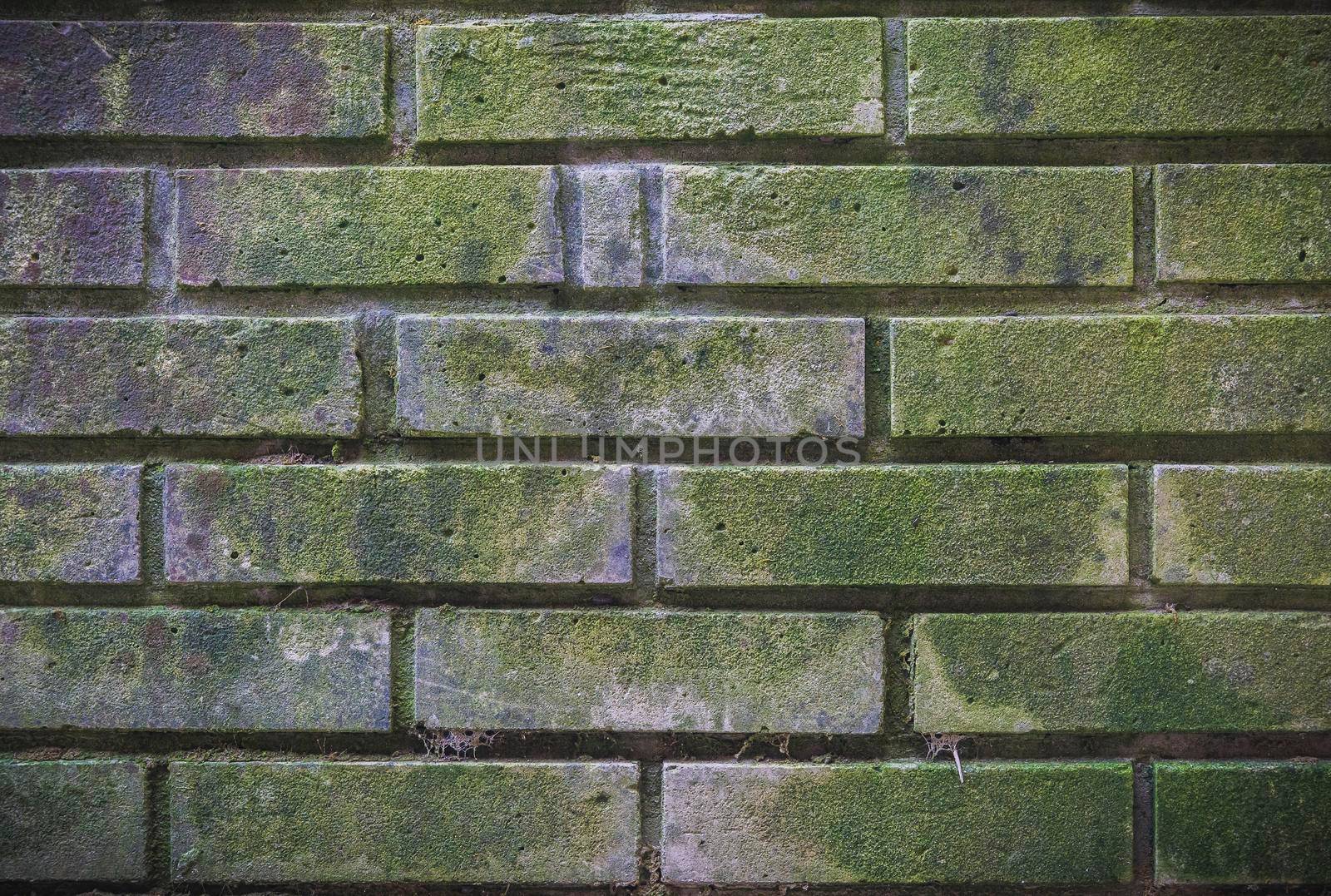 Old brick wall, green and mossy with age.
