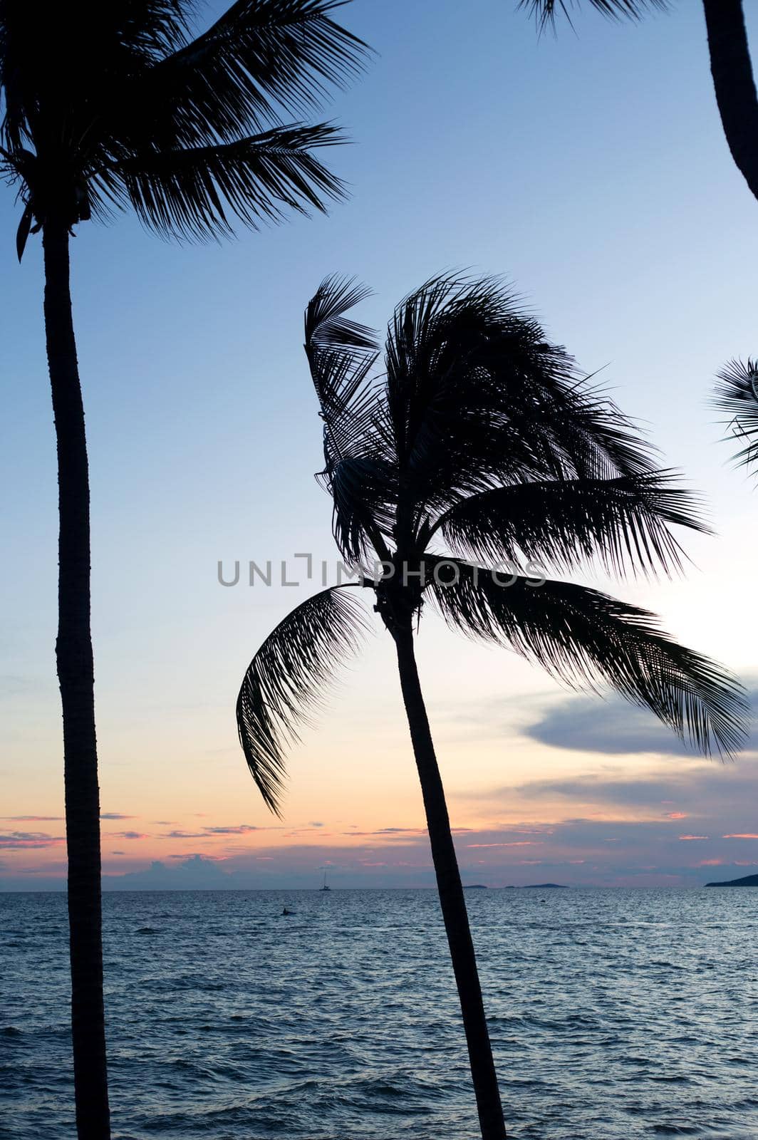 Silhouette coconut palm tree on sunset cloudy sky background.