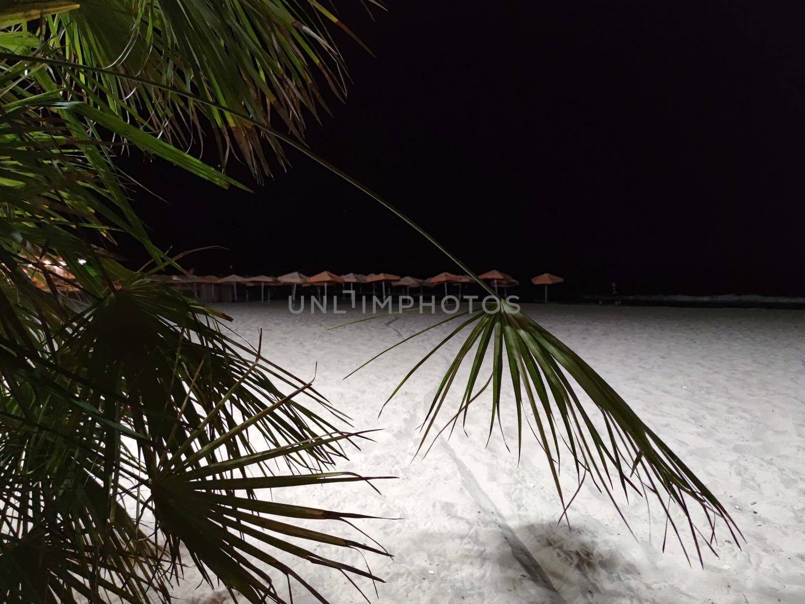 washingtonia palm branches on an empty night beach.