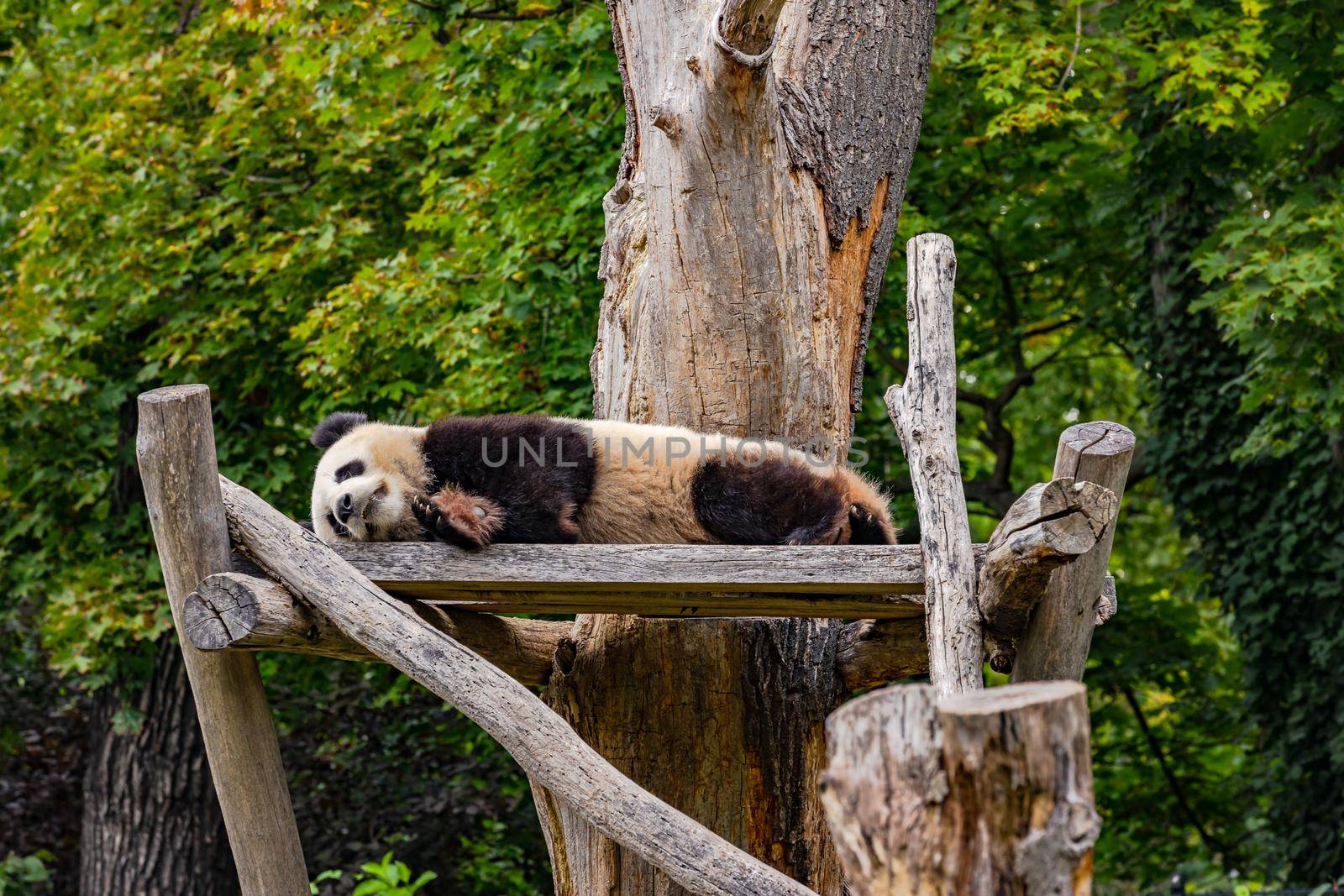 A panda bear lies lazily in the Berlin zoo, Berlin, Germany