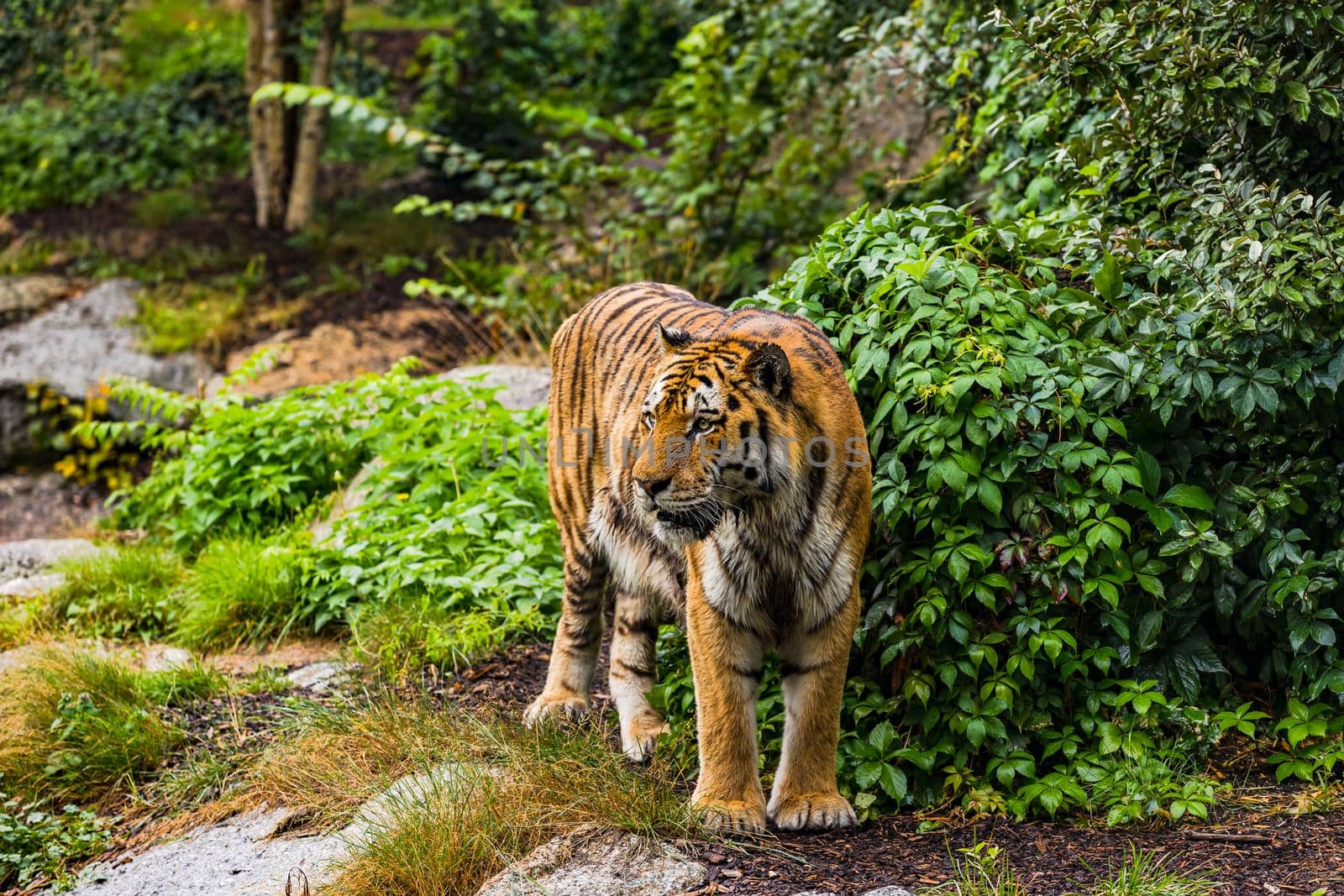 Impressive tiger in an enclosure at Berlin zoo, Berlin, Germany