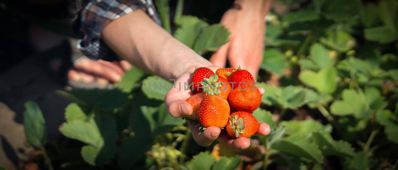 Female hands hold a handful of juicy ripe red strawberries, the girl harvests berries in her garden.