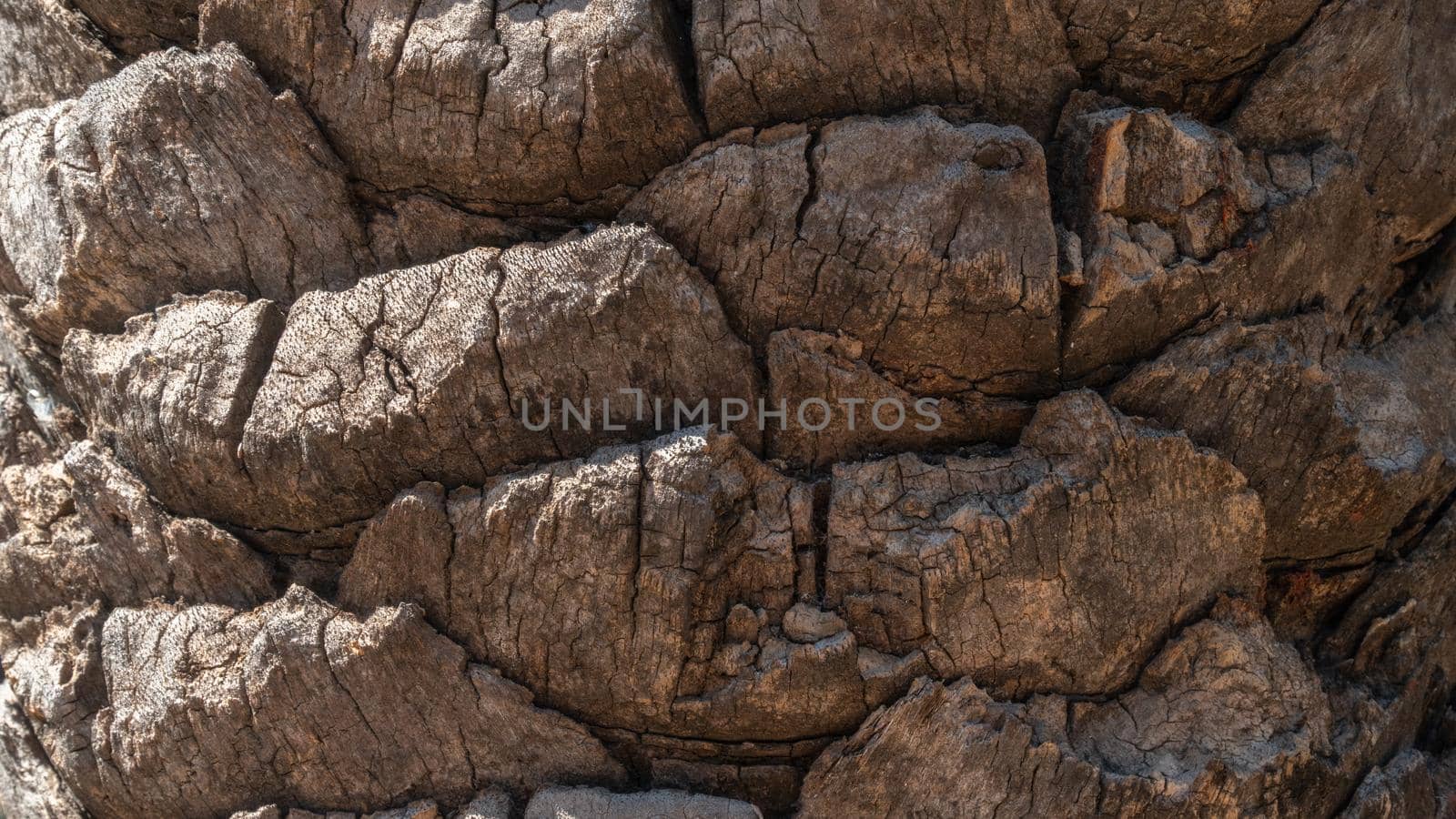 Palm trunk, bark of the background tree. High quality photo