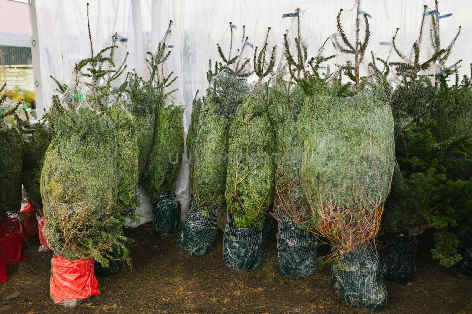 Christmas trees for sale on a market for growing