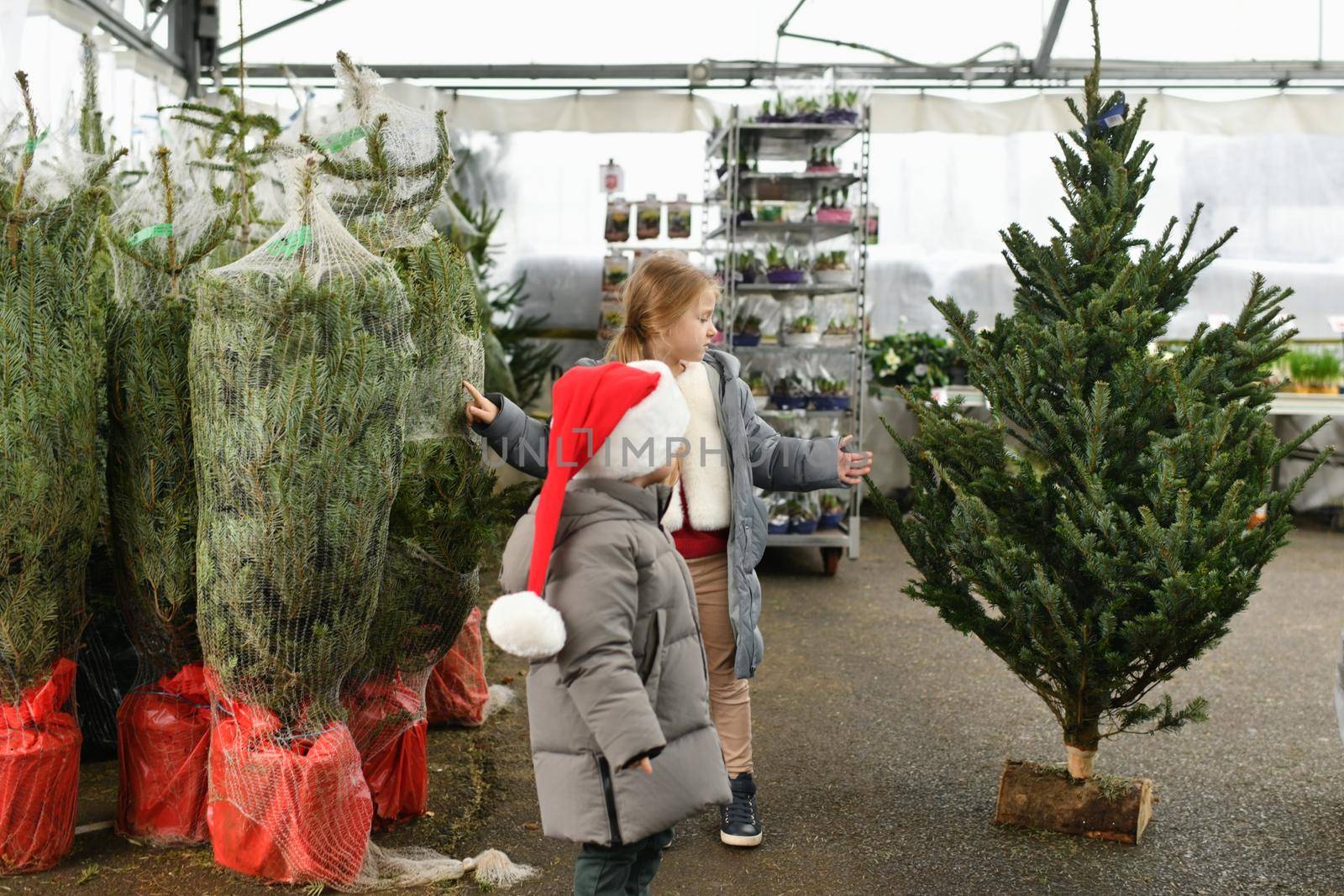 Children choose a Christmas tree at a market.