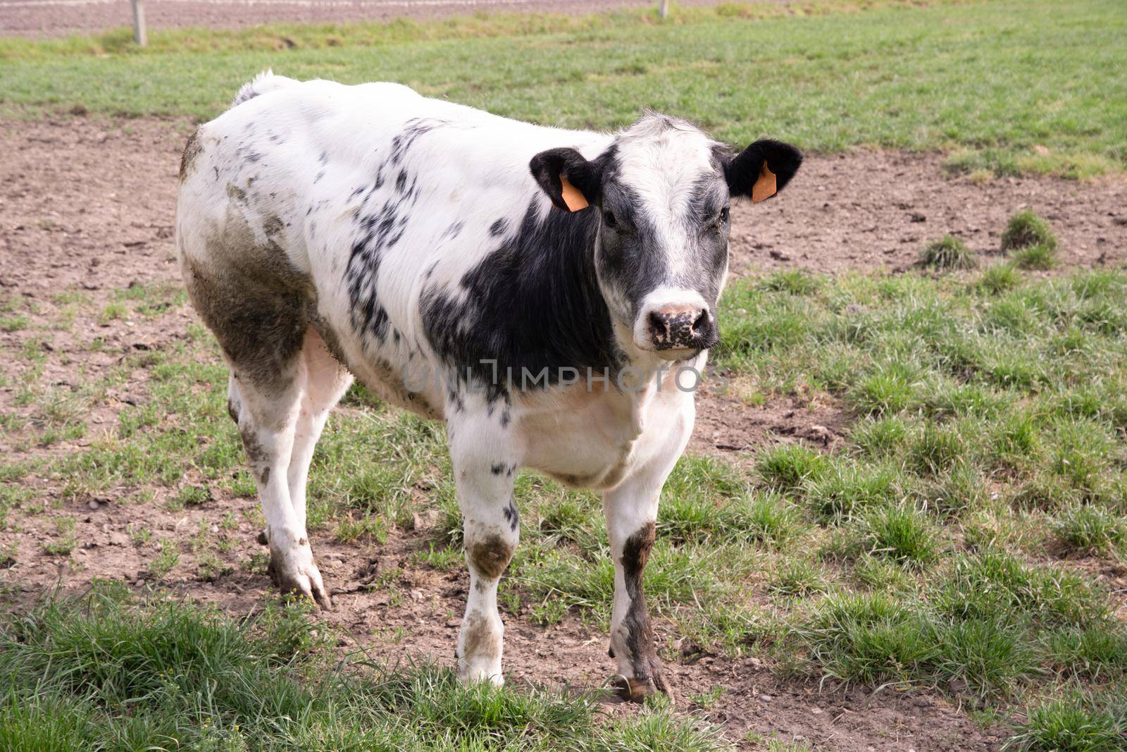 a beautiful white cow graze in a corral on green grass against the backdrop of a rural landscape in a village on the outskirts of the city, dairy products,animal husbandry, farming. High quality photo