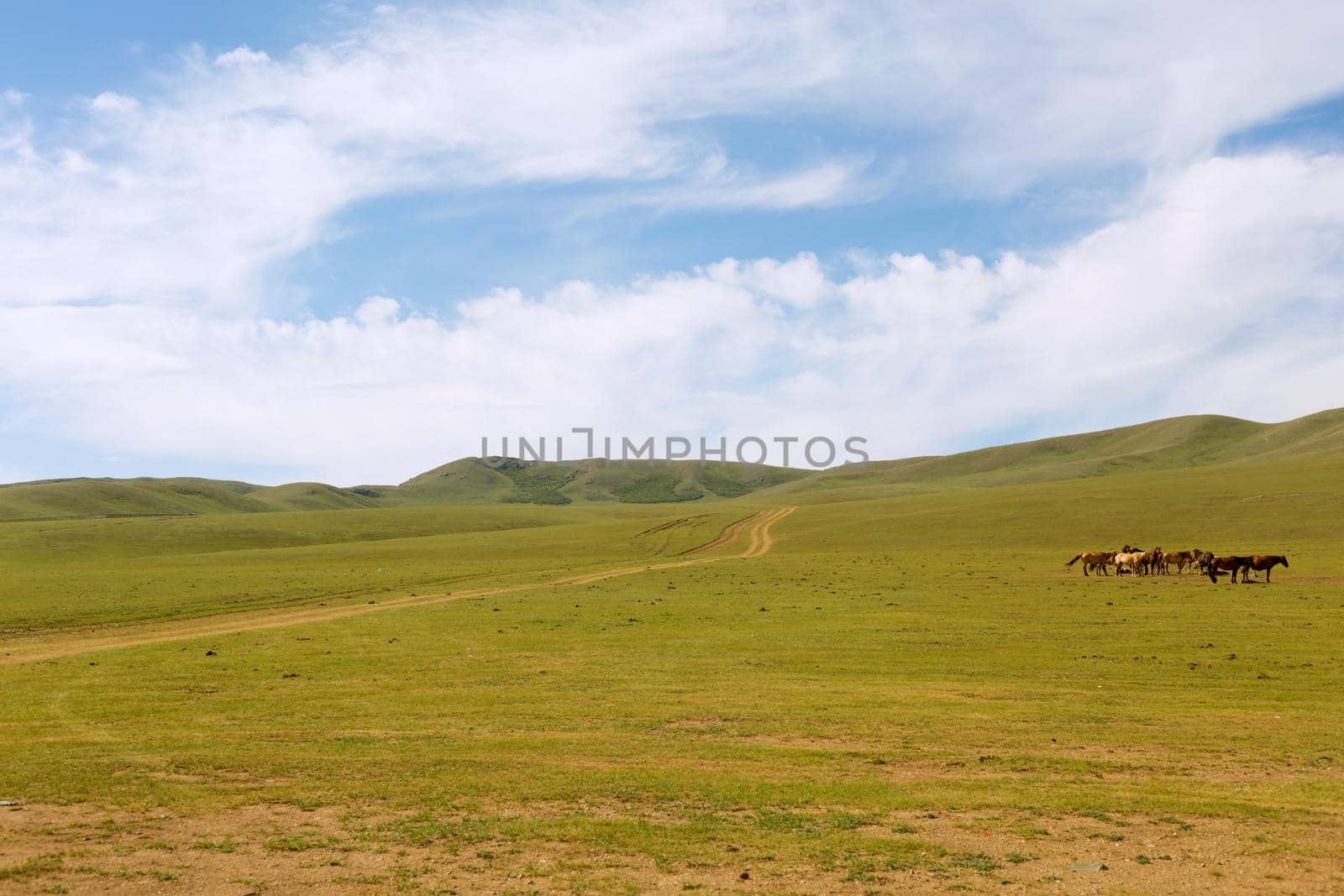 Herd of horses in the pasture in the steppe.