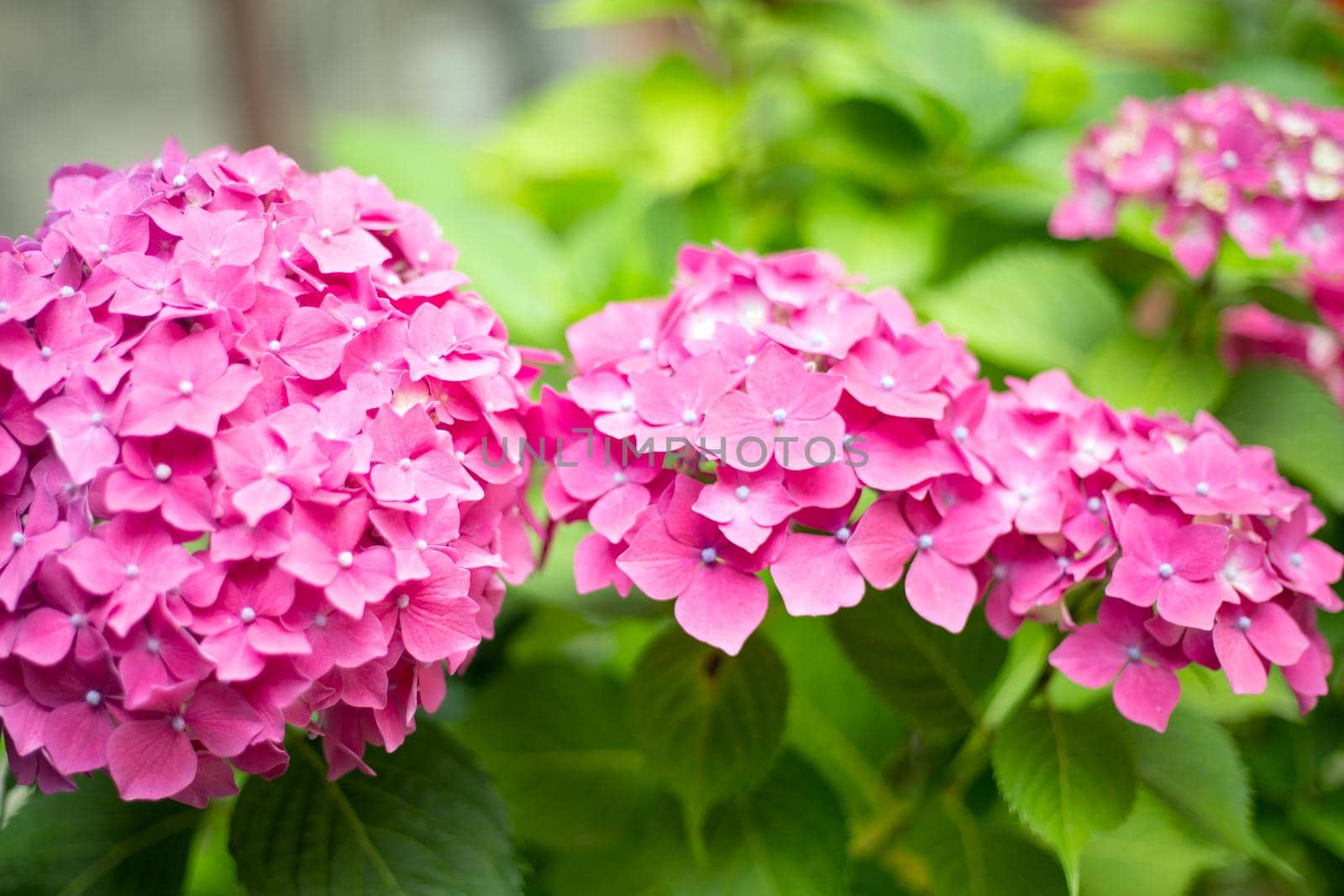 Close up vivid pink hortensia fresh flowers blur background. by AnaBabii