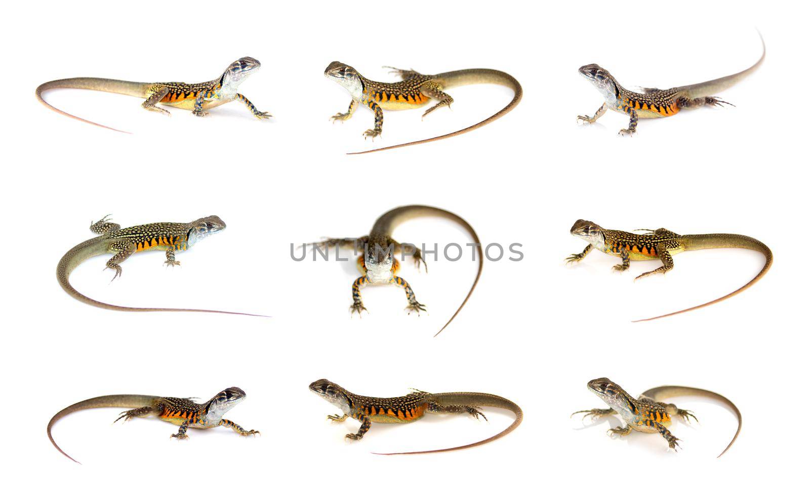 Group of butterfly agama lizard (Leiolepis Cuvier) isolated on a white background. Reptile. Animals.