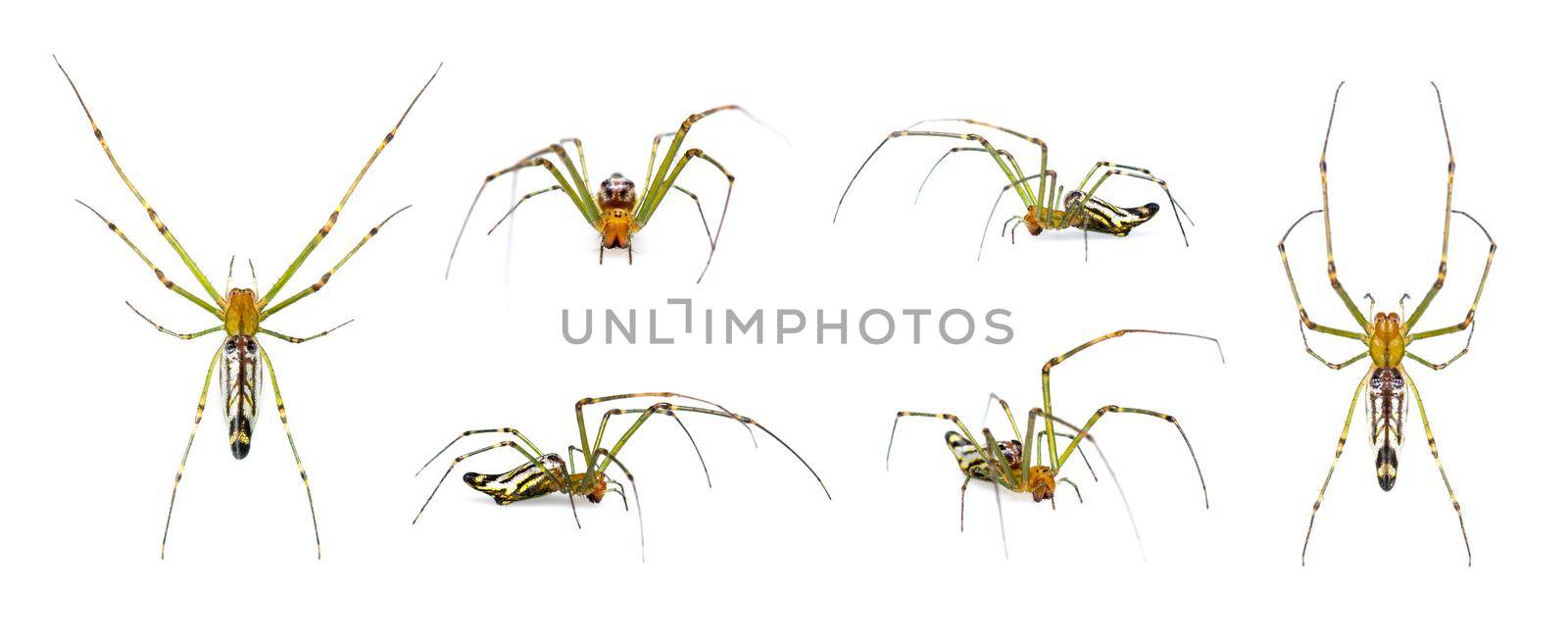 Group of Decorative Big-jawed Spider(Leucauge decorate) isolated on white background. Animals. Insects. by yod67