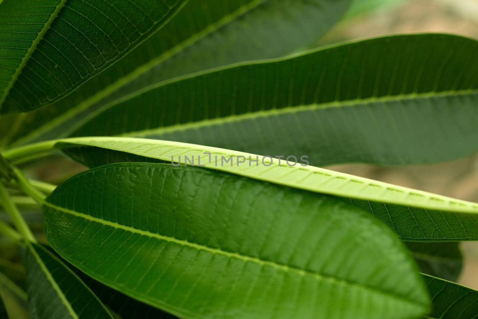 Tropical green leaves fresh blur background by AnaBabii