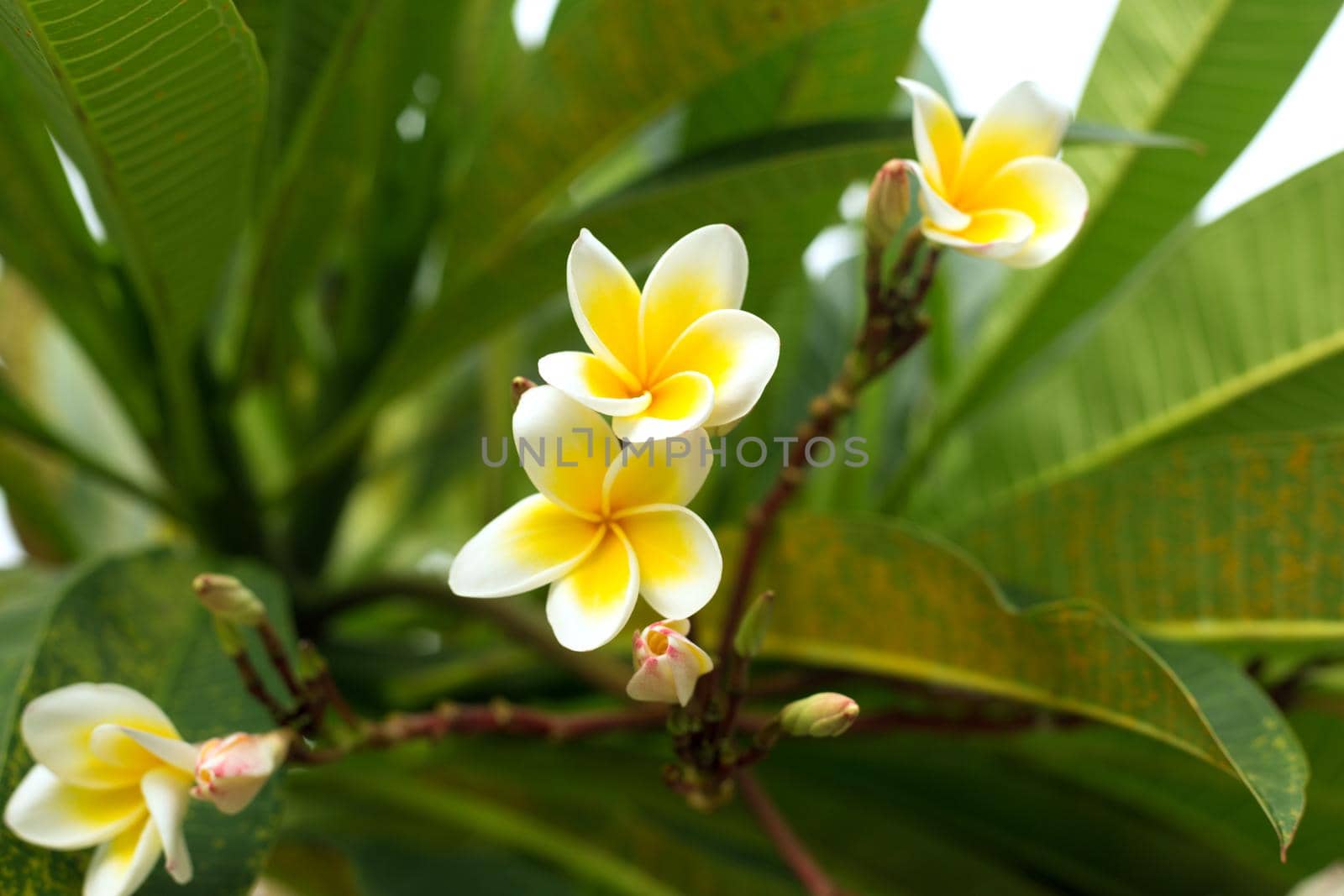 Tropical white frangipani flowers on green leaves background. Close up plumeria tree by AnaBabii