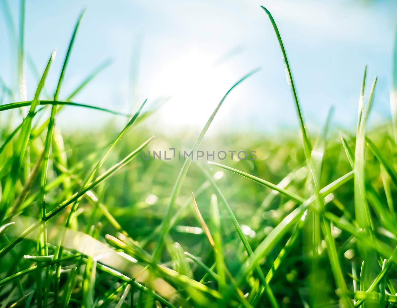 Fresh grass and sunny blue sky on a green field at sunrise, nature of countryside by Anneleven