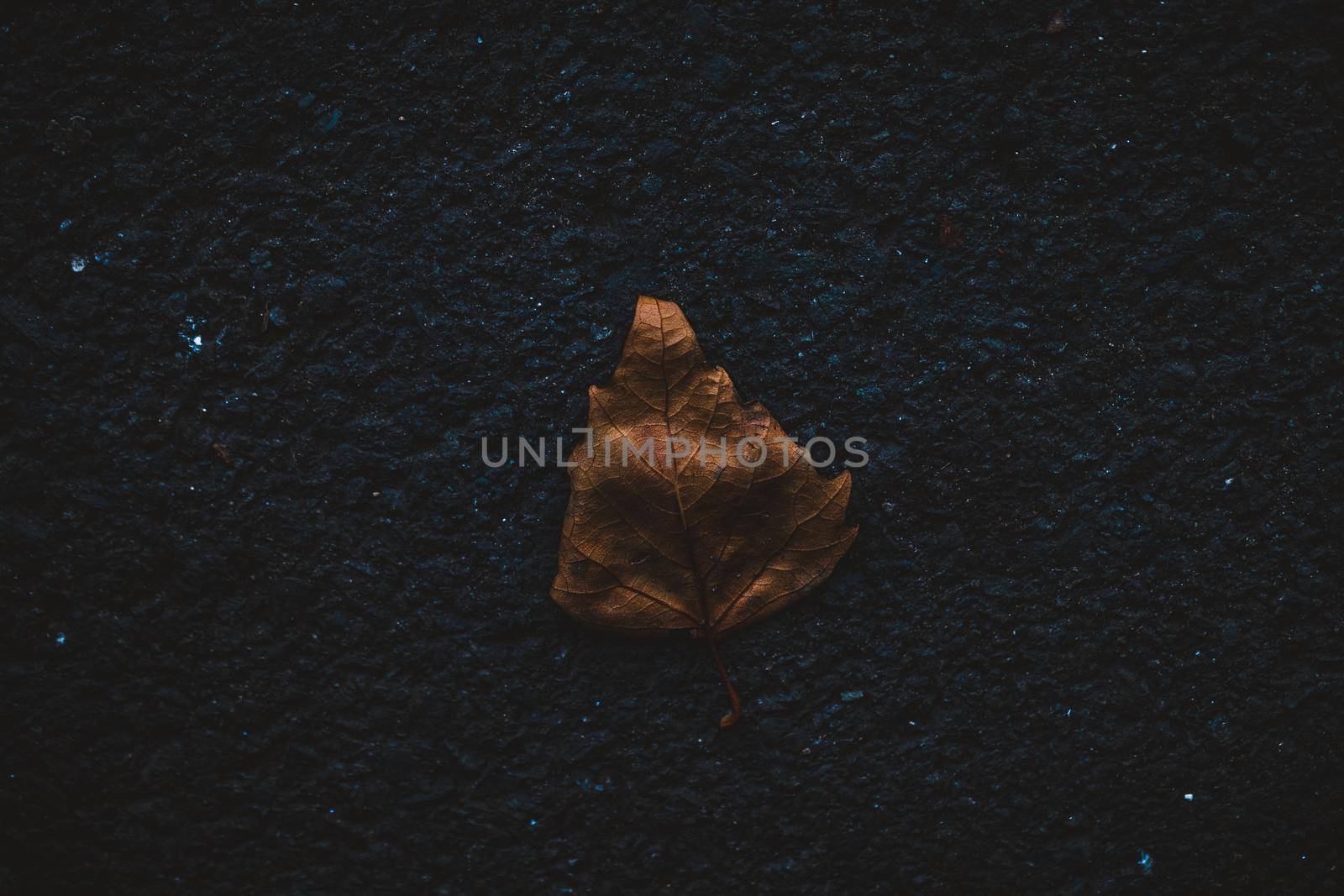 Autumn leaf alone on the road. High quality photo