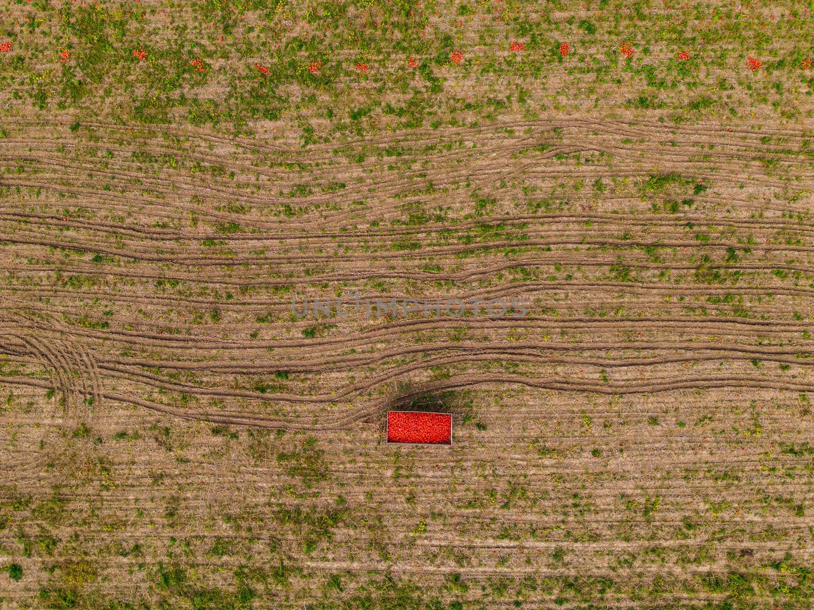 Aerial view of a pumpkin field with a trailer full of Hokkaidos, Germany