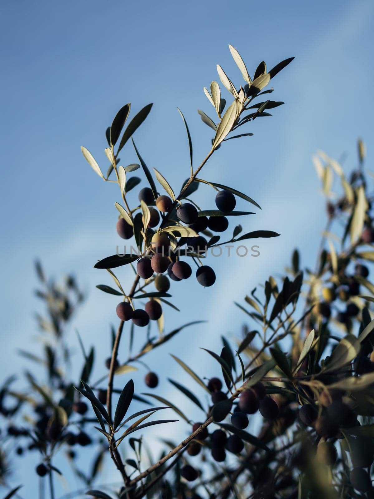Branches of Olive Tree Covered with Fruits and Leaves in Sunset Light on Blue Sky Background