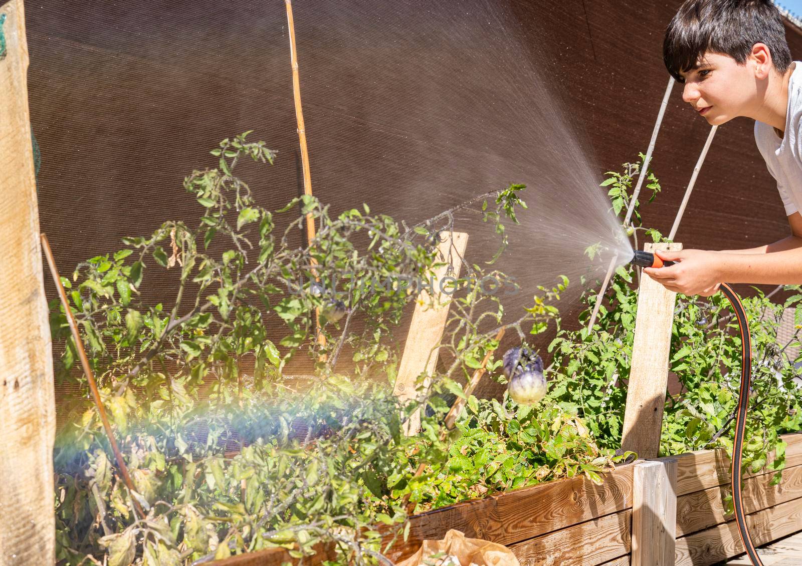 Boy watering the vegetable and tomatoes garden. Growth concept. Healthy lifestyle and sustainability.