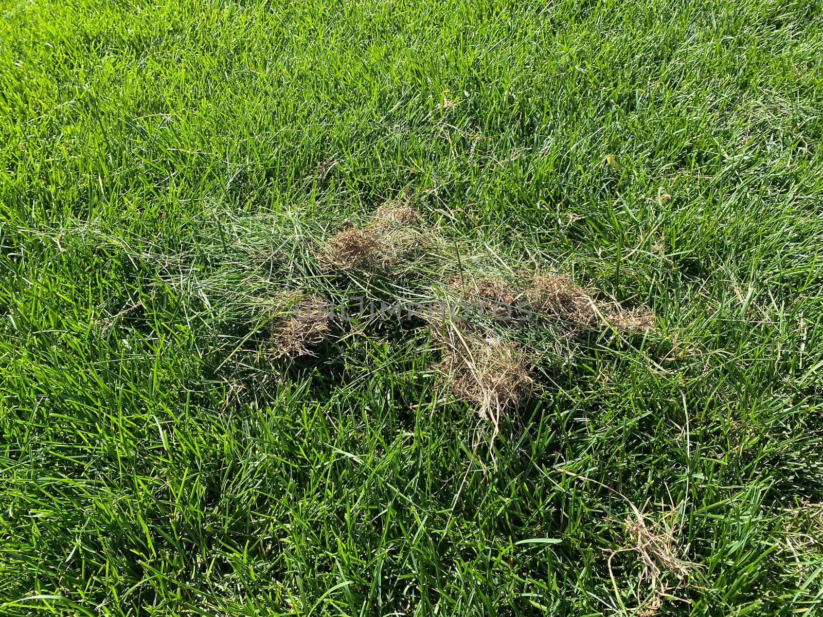Lawn care - removal of dry grass.Green grass and Dry grass.