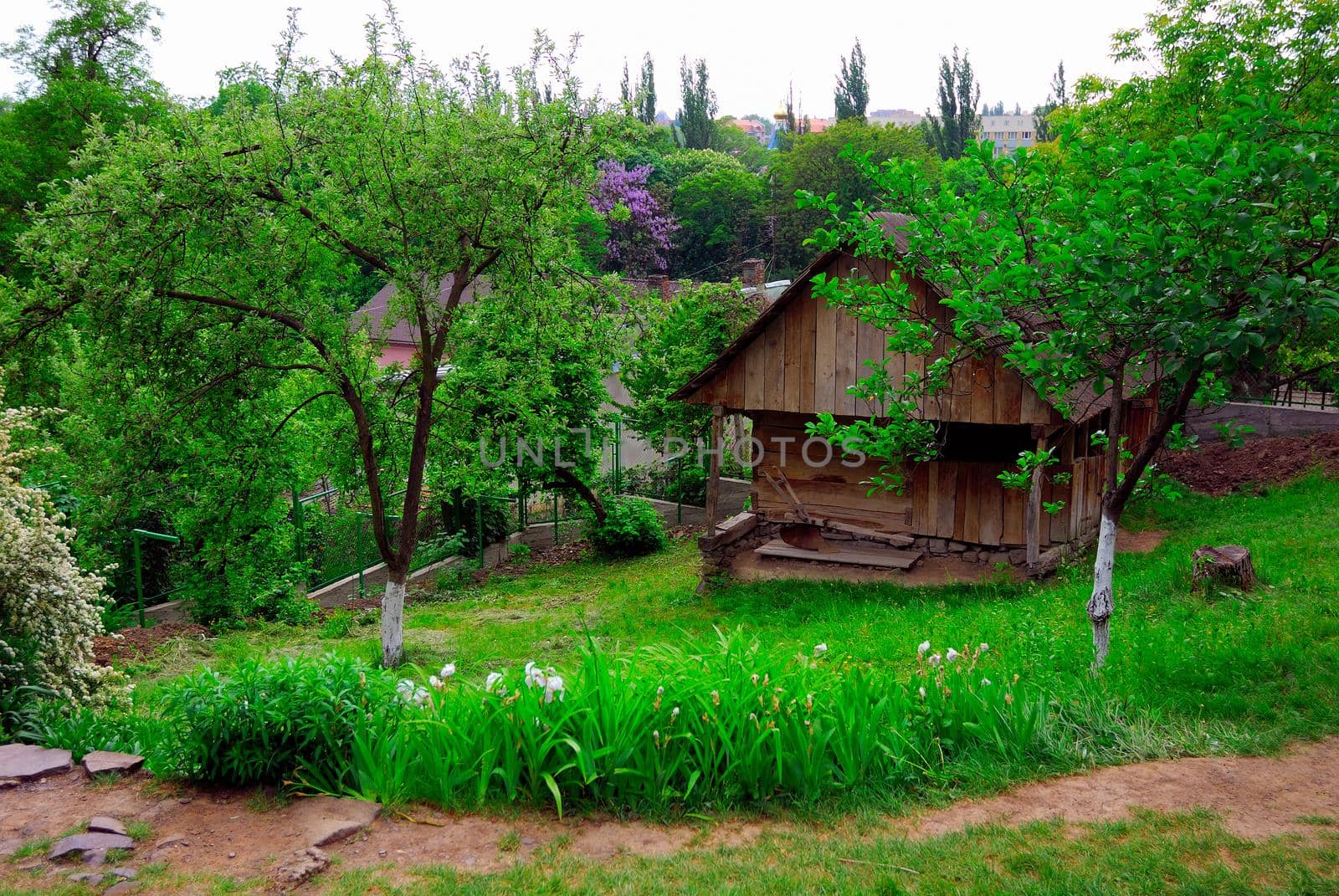 A typical Ukrainian landscape in spring or summer: white clay hut with a straw roof and a tree in the foreground.