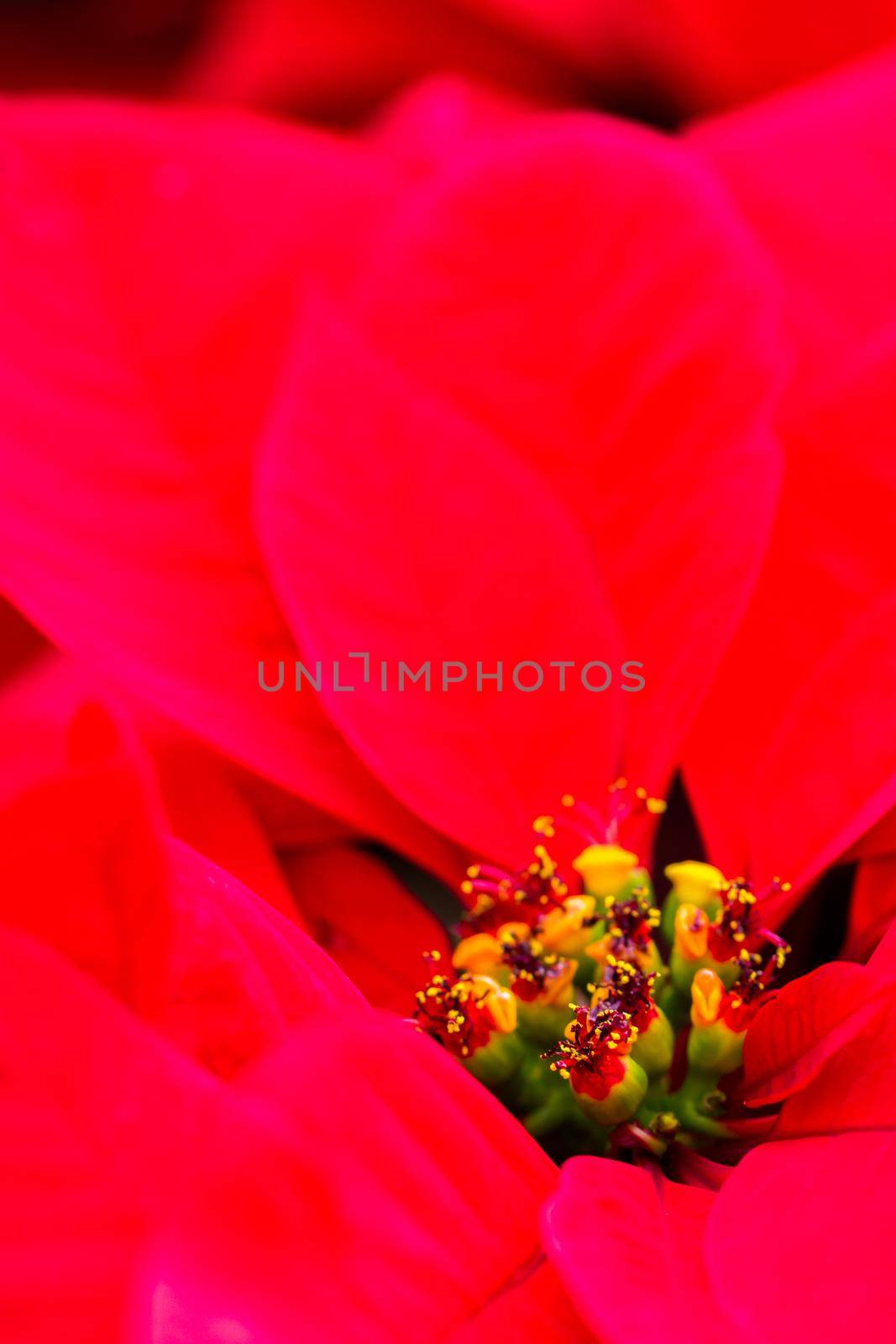 Bright poinsettias for the Christmas/holiday season.