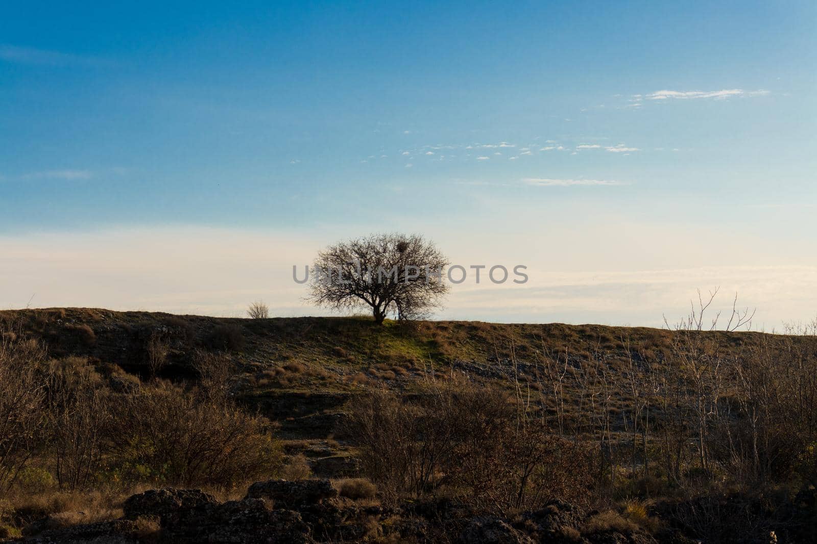 The lonely tree in field. Atmospheric photo. High quality photo