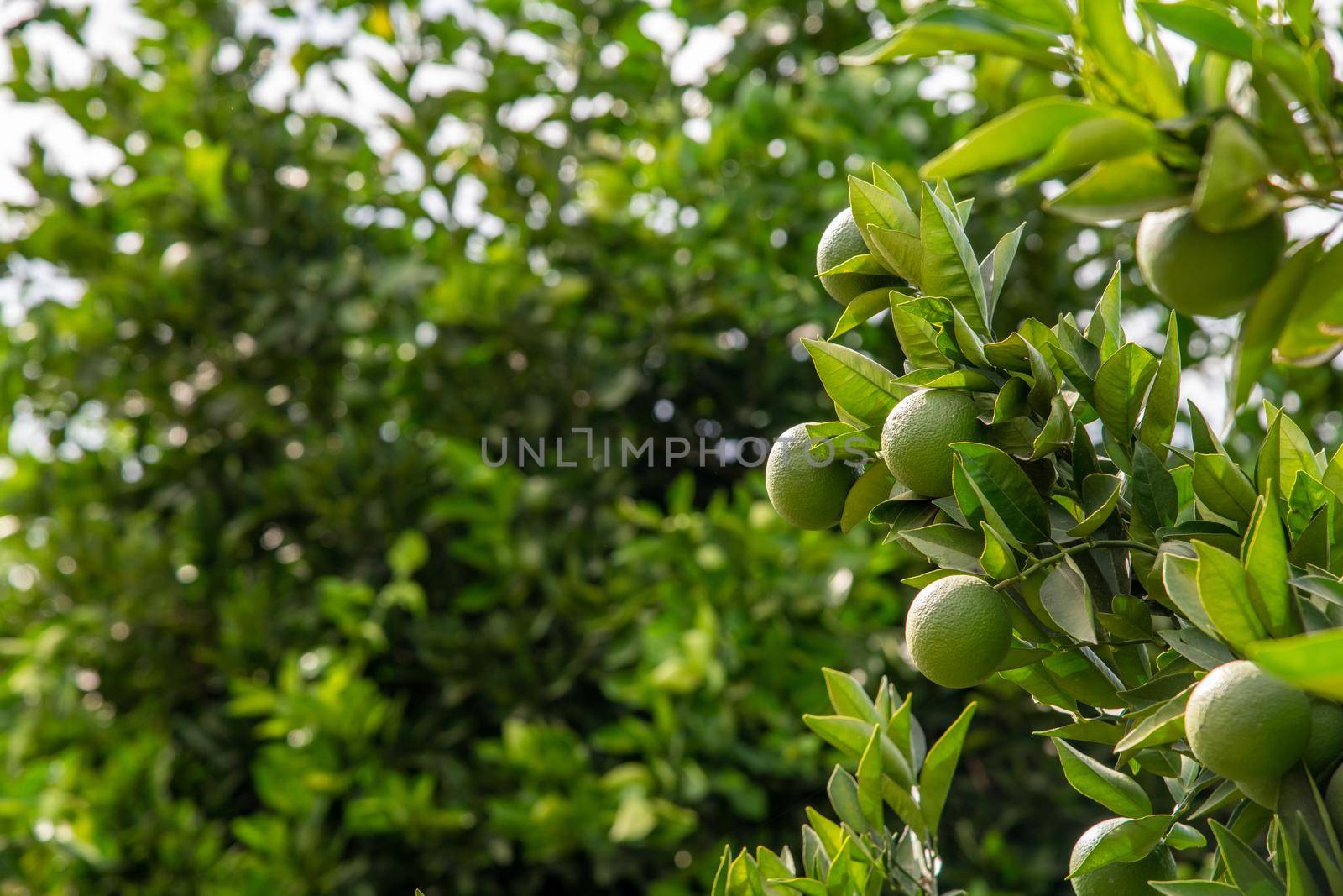 Unripe oranges on an orange tree branch on a sunny day by Sonat