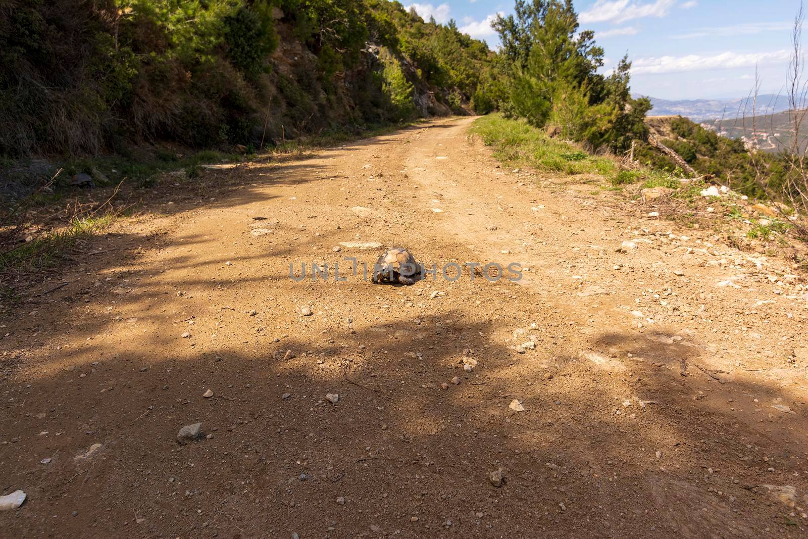 A patient turtle traveling on a dirt road by ankarb
