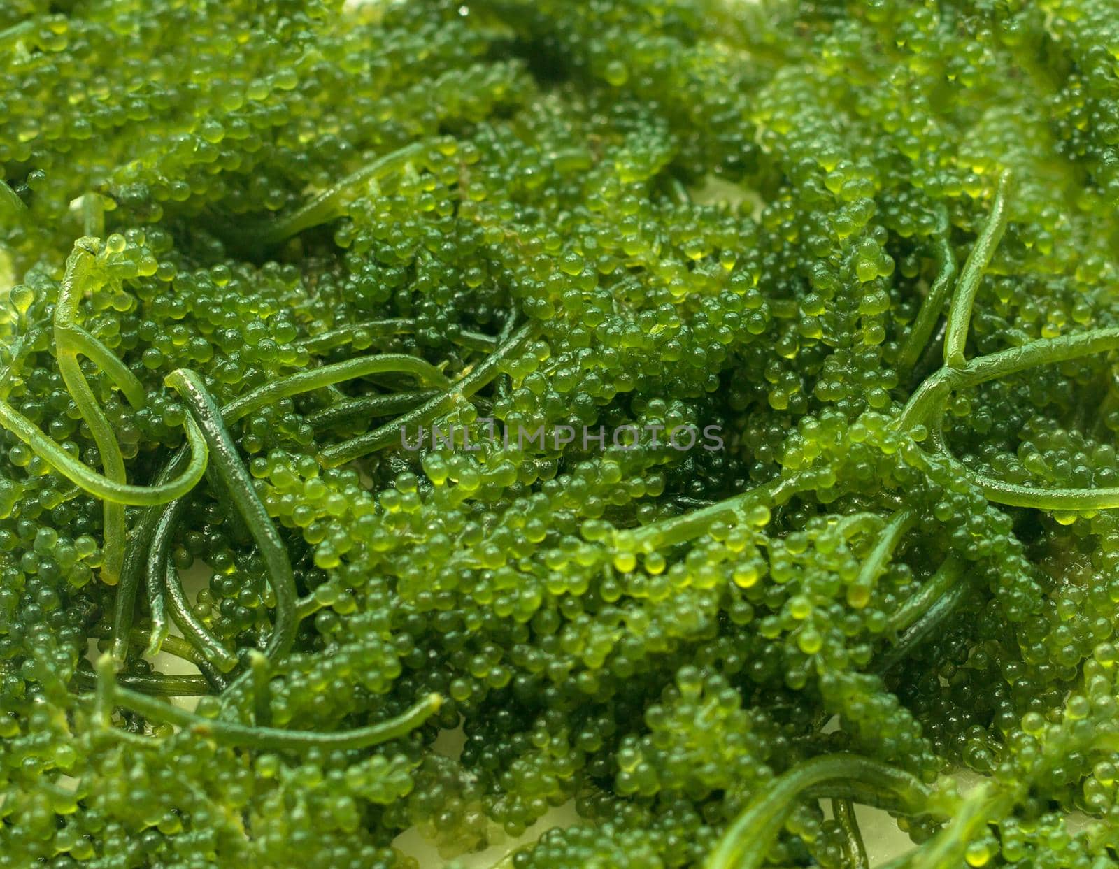 Closeup seaweed umibudo. Sea grapes. by AnaBabii