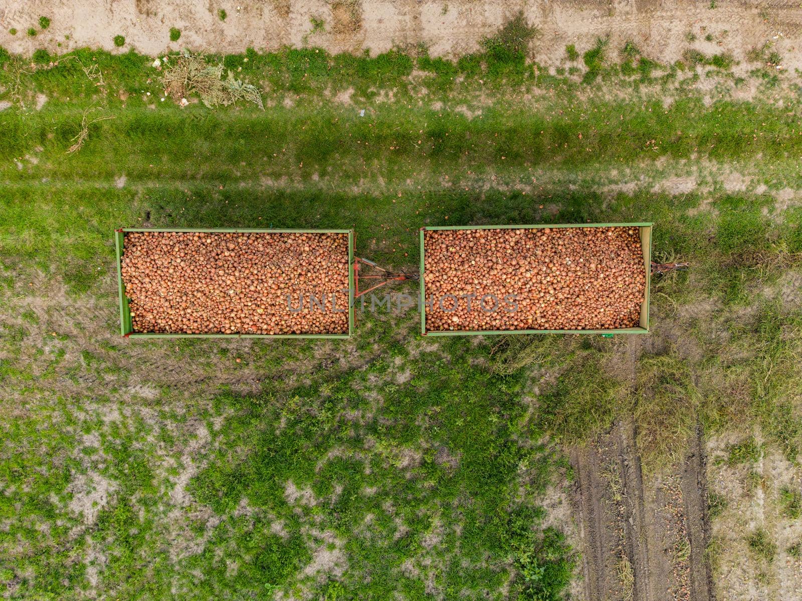 Close-up of aerial view of two trailers filled with onions in field after harvest in autumn, Germany
