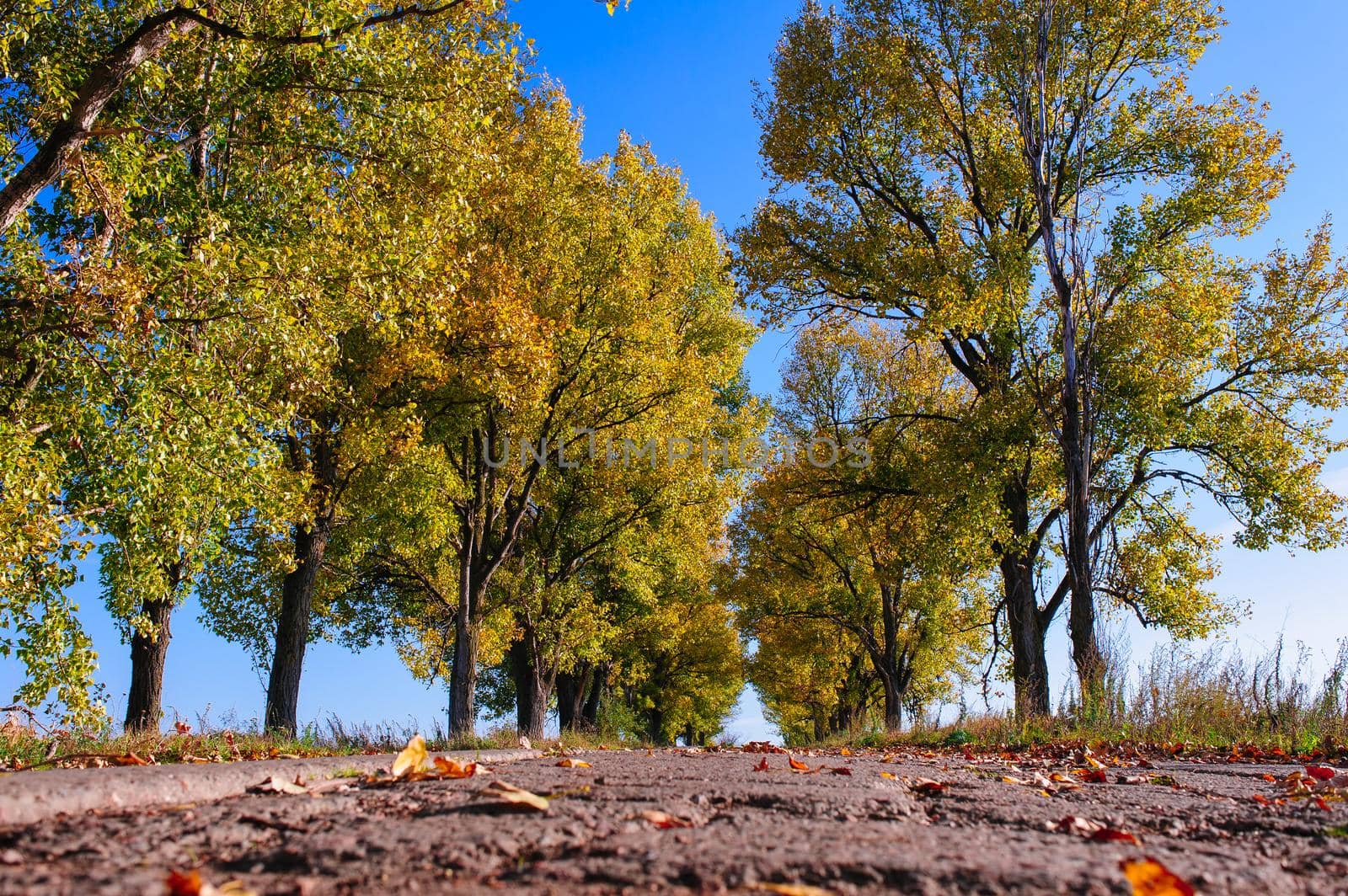 Rural road on an autumn day. Autumn road through a rural field landscape