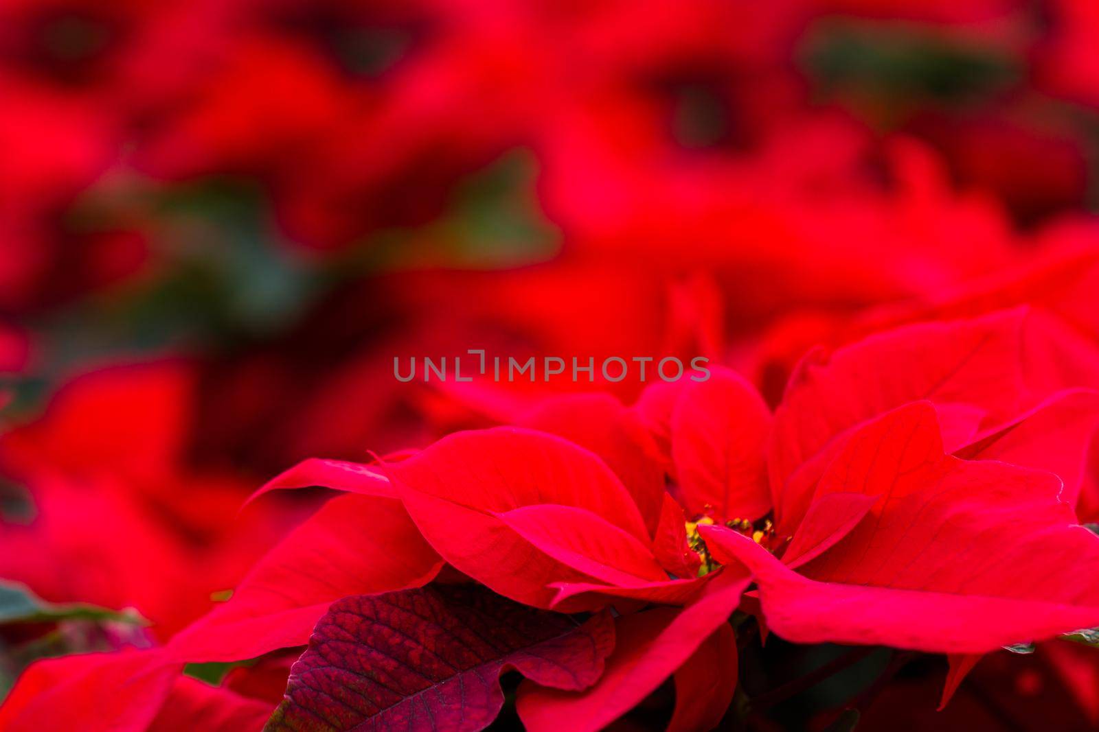 Bright poinsettias for the Christmas/holiday season.