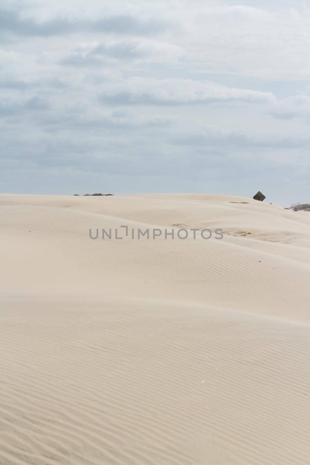Coastal dunes of South Padre Island, TX.