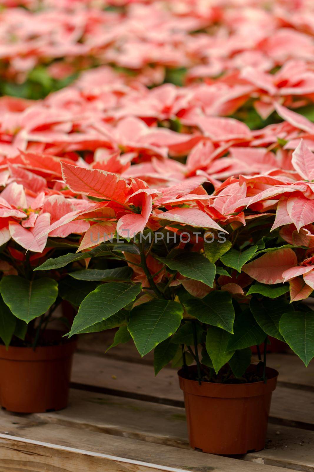 Bright poinsettias for the Christmas/holiday season.